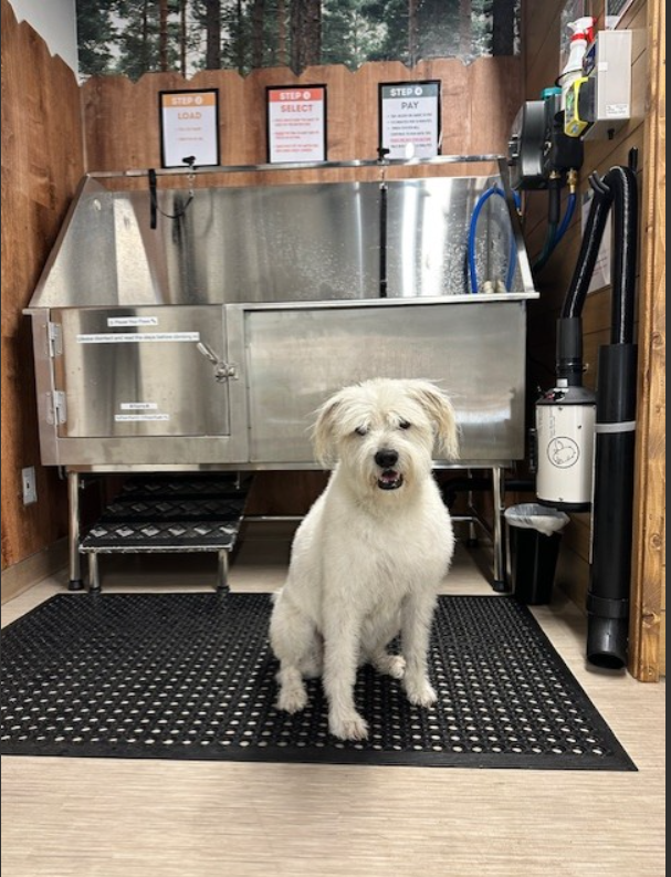Dog at the self-serve dog wash station inside the Hood River Hound Wash