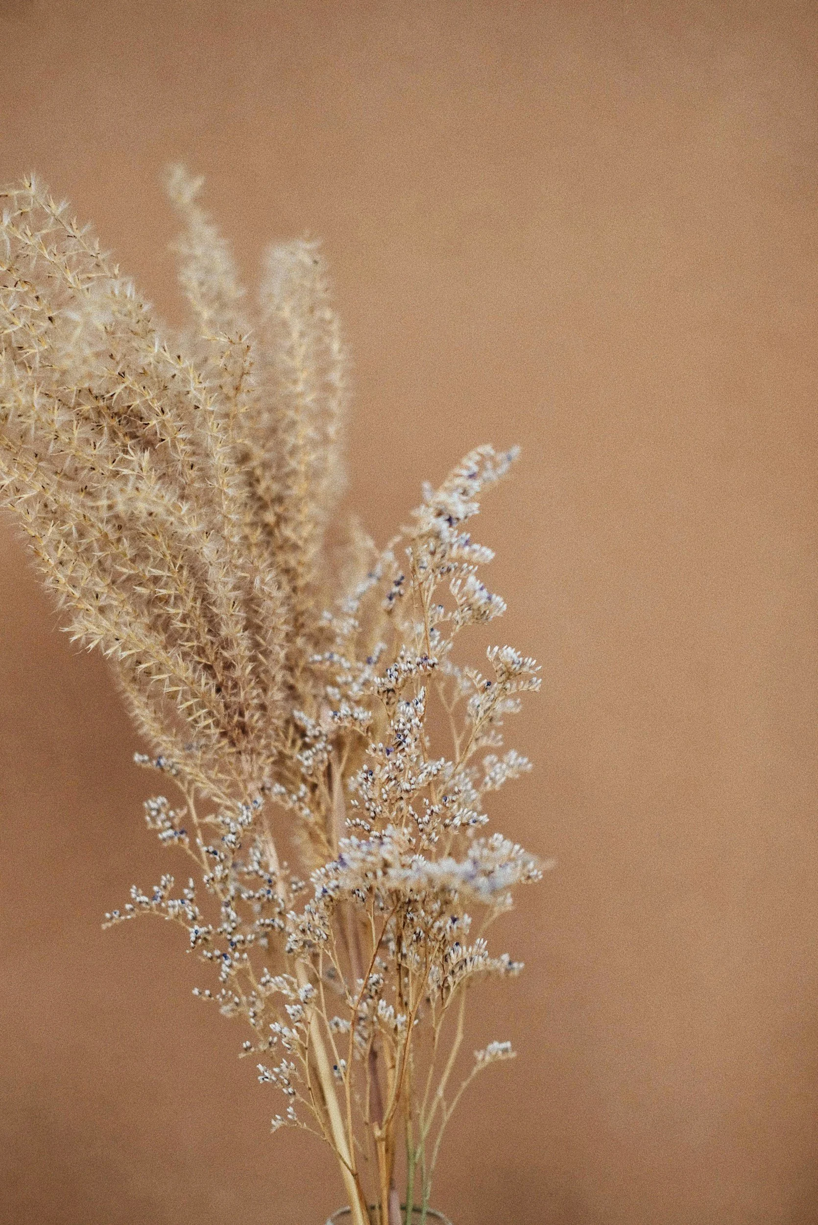 Close-up of dried beige and white grasses and flowers against a neutral background.