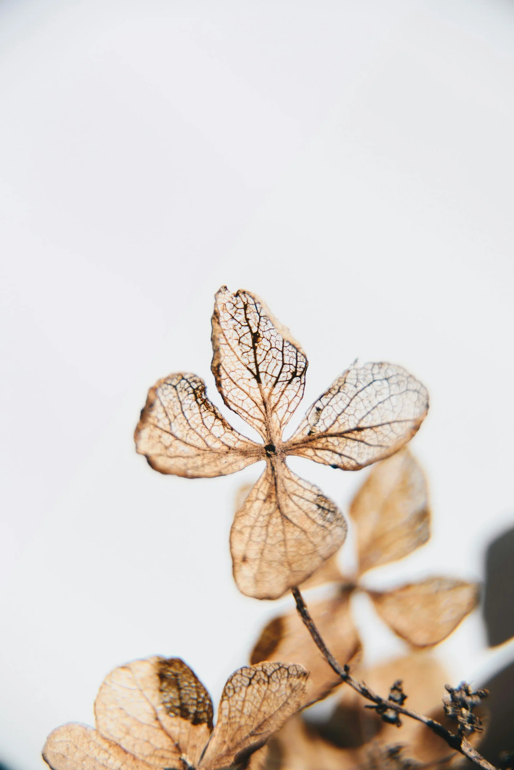 Close-up of dried, skeletal hydrangea flower with intricate veins on a white background.