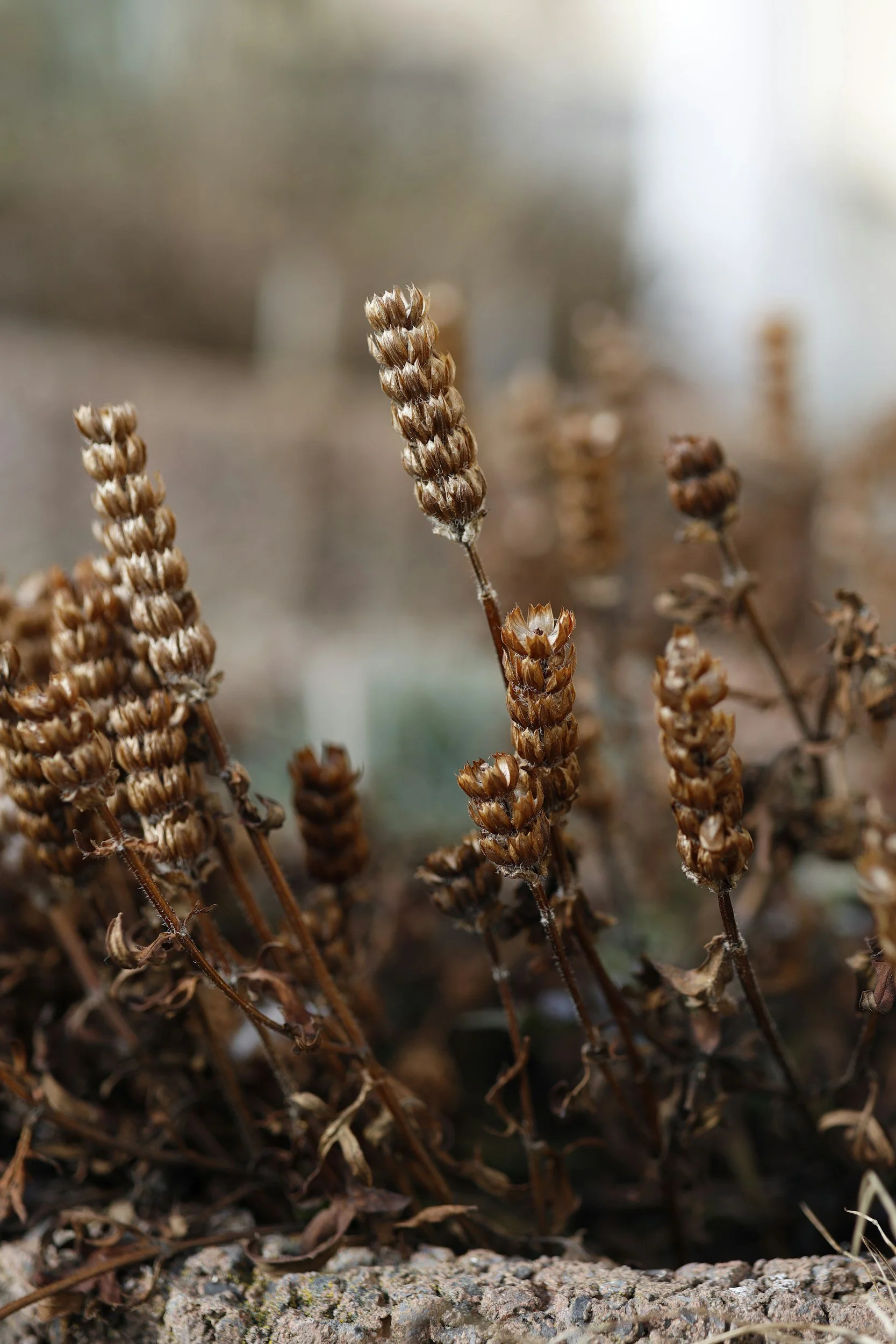 Close-up of dried brown seed pods on slender stems growing from soil.