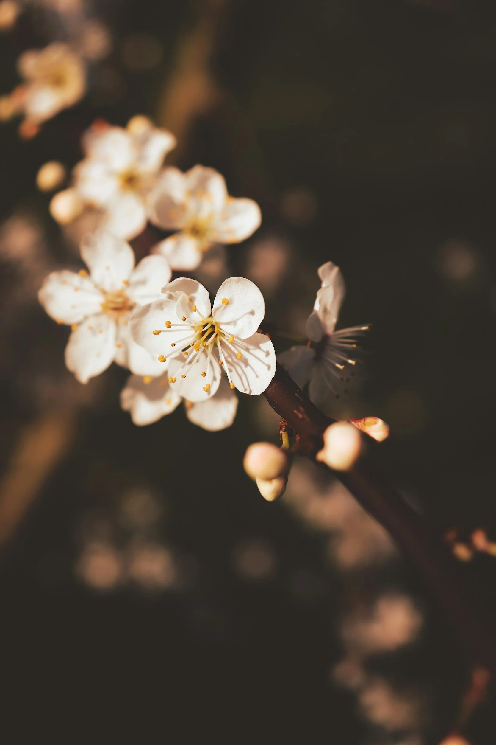 A sprig of small white flowers on thin, brown stems laid on a light wooden surface.