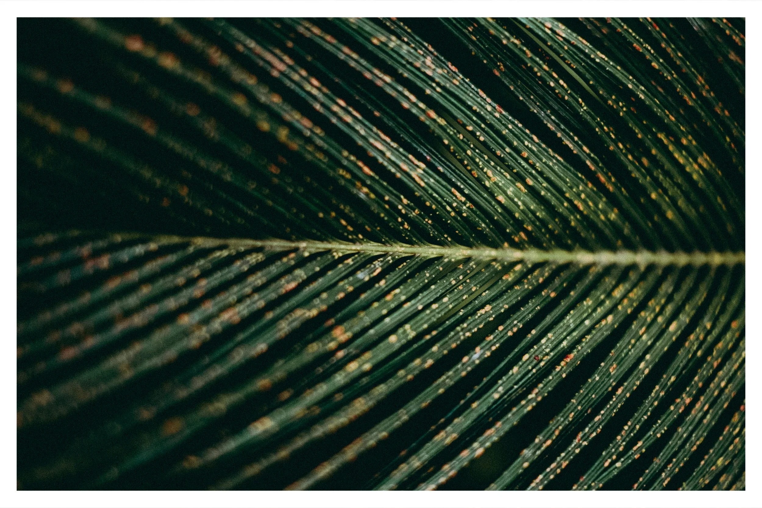 Close-up photograph of a dark green palm leaf showing natural texture, central vein, and subtle yellow variations.