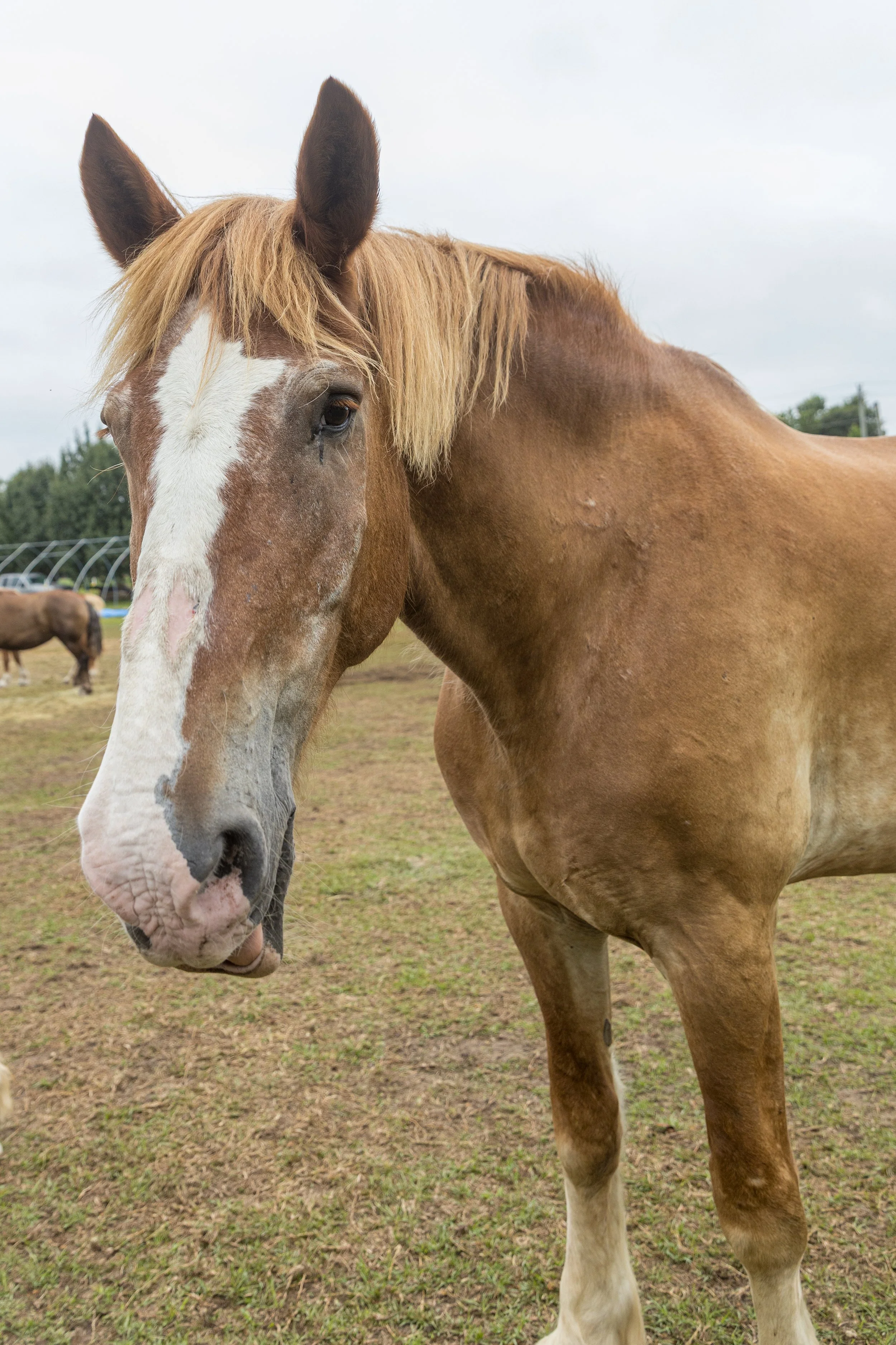 Close-up of a light brown and white horse standing in a field with other horses in the background, overcast sky, and green trees.