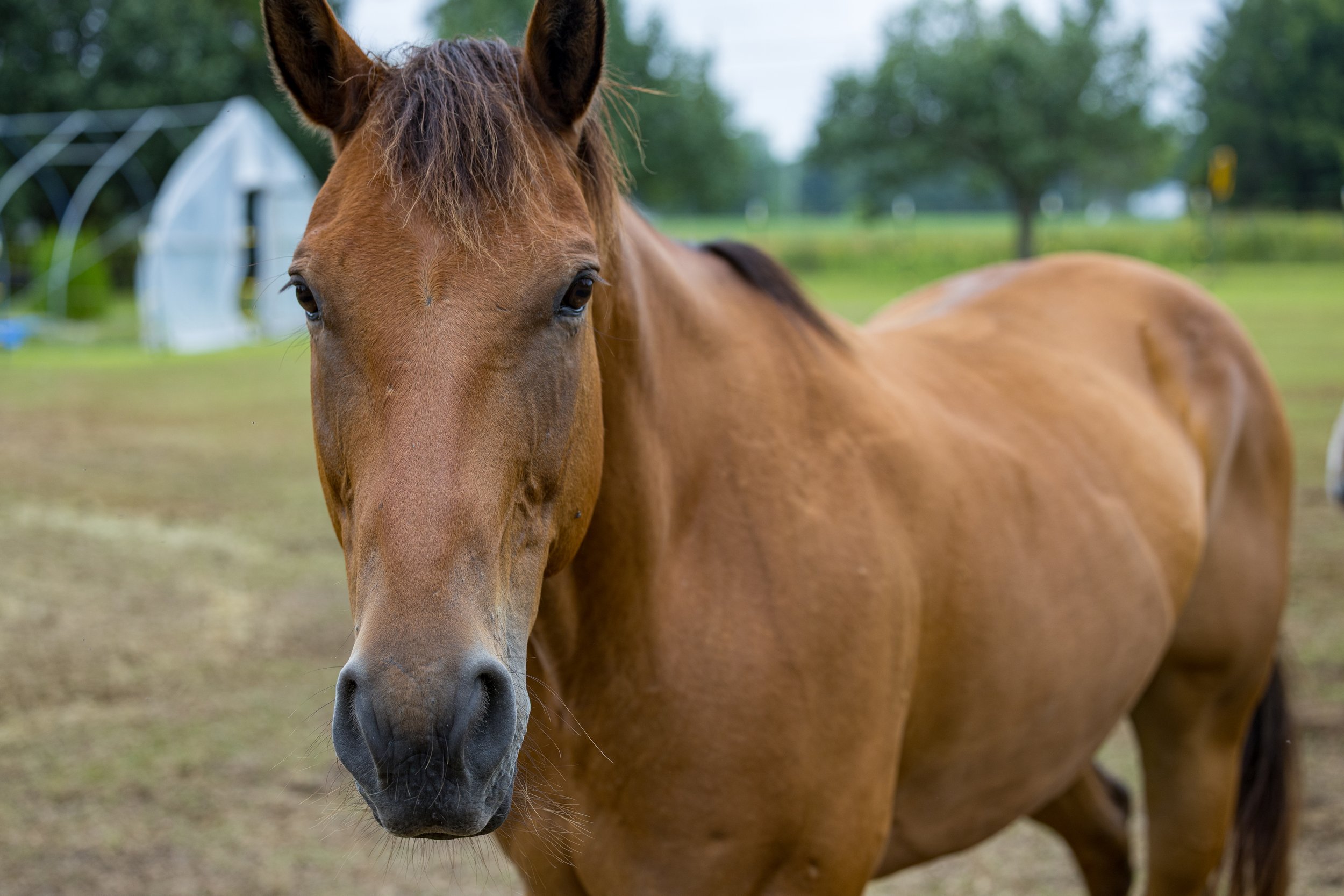 Close-up of a brown horse with a dark mane standing outdoors on a grassy field with trees in the background.