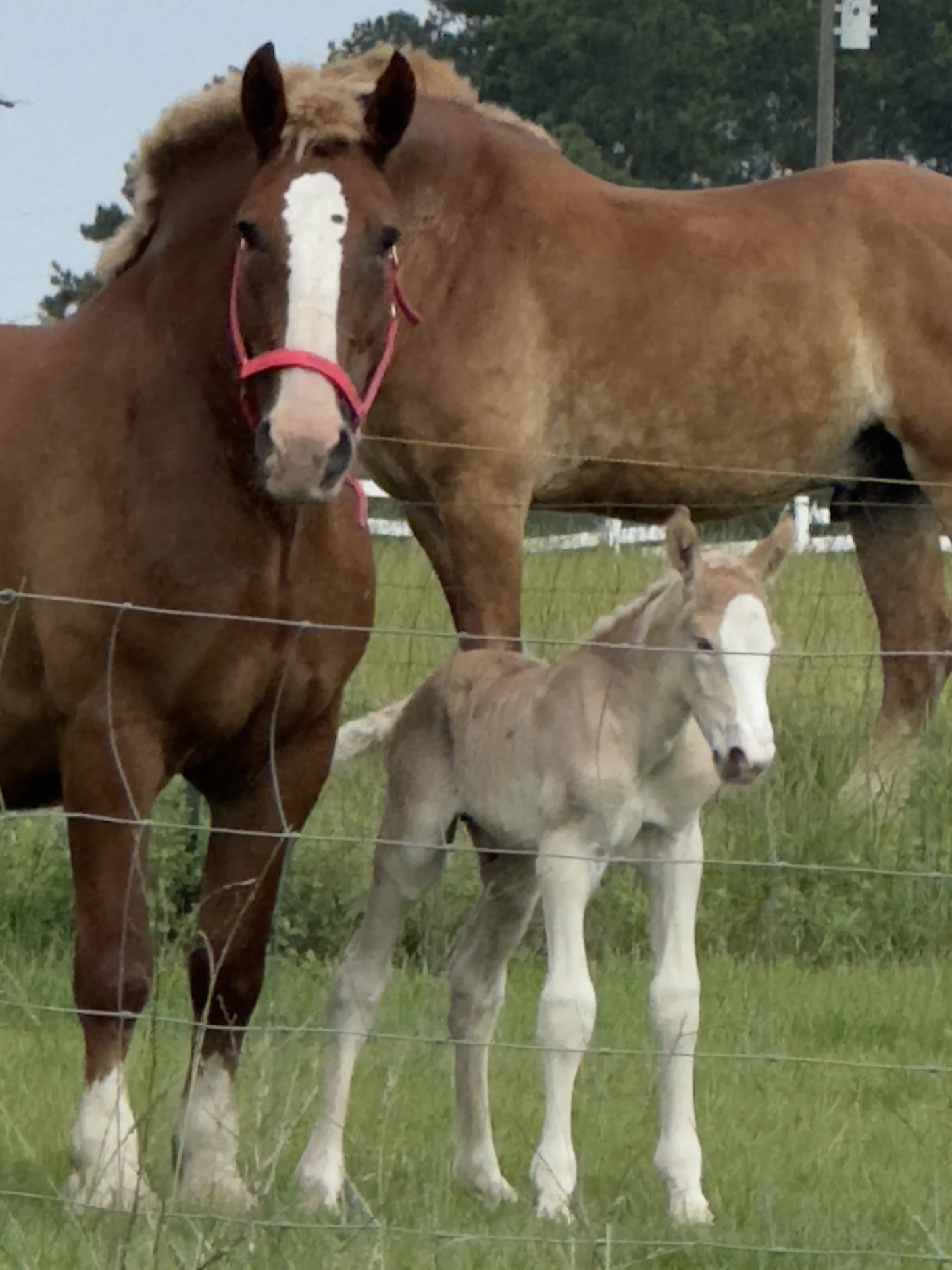 A brown adult horse with a red halter and a white stripe on its face, a light-colored foal, and another adult horse in the background standing in a grassy field enclosed by a wire fence.