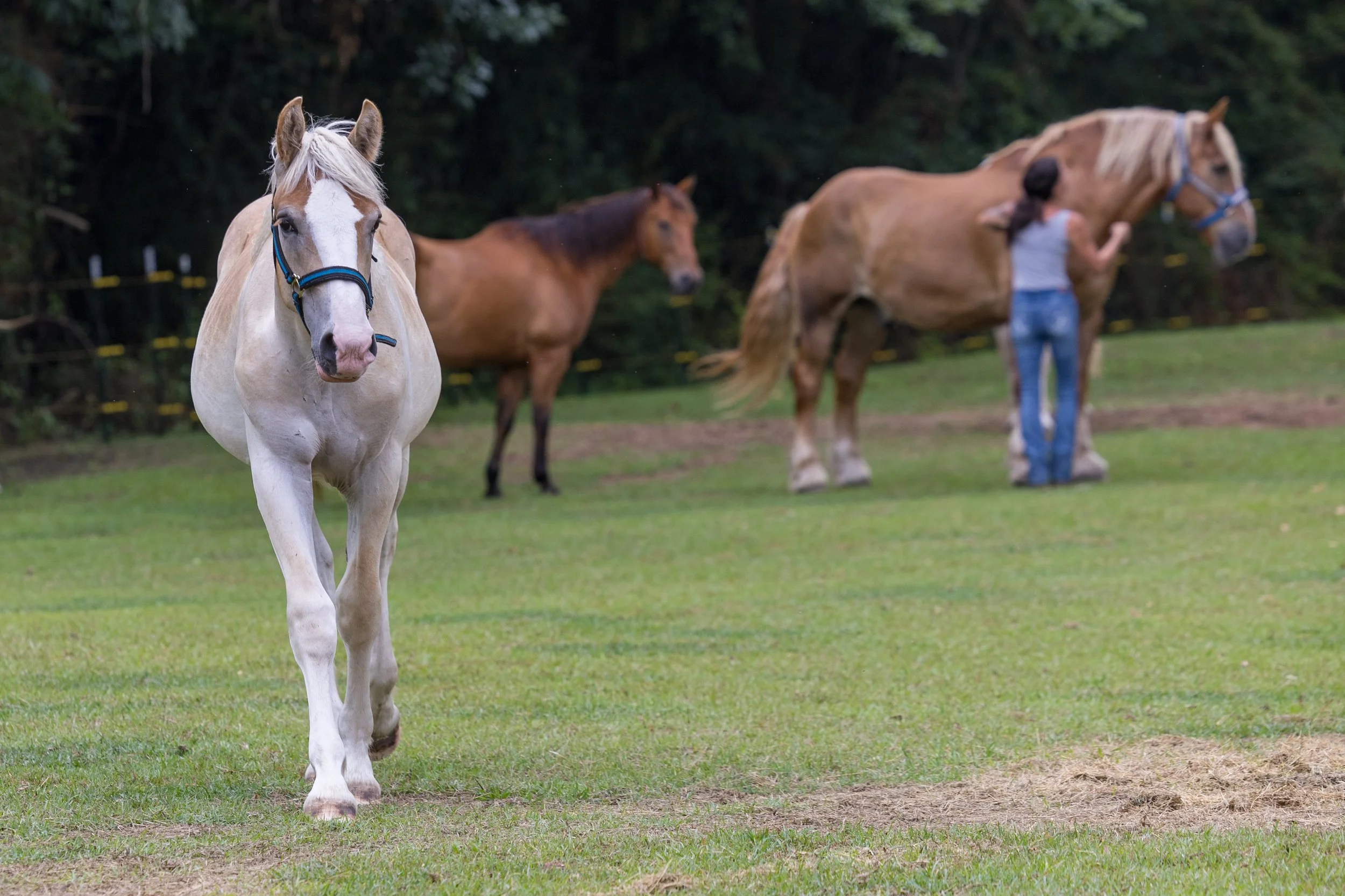 A man with short hair and a beard wearing a green hoodie gently strokes the face of a brown and white horse with a creamy mane at a farm, while other horses are visible in the background.