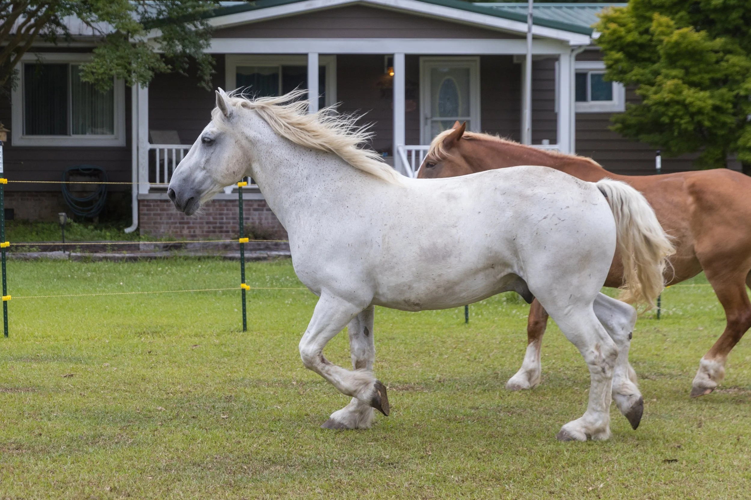 White and brown horses trot across a green lawn in front of a house with a porch, trees, and a garden hose.