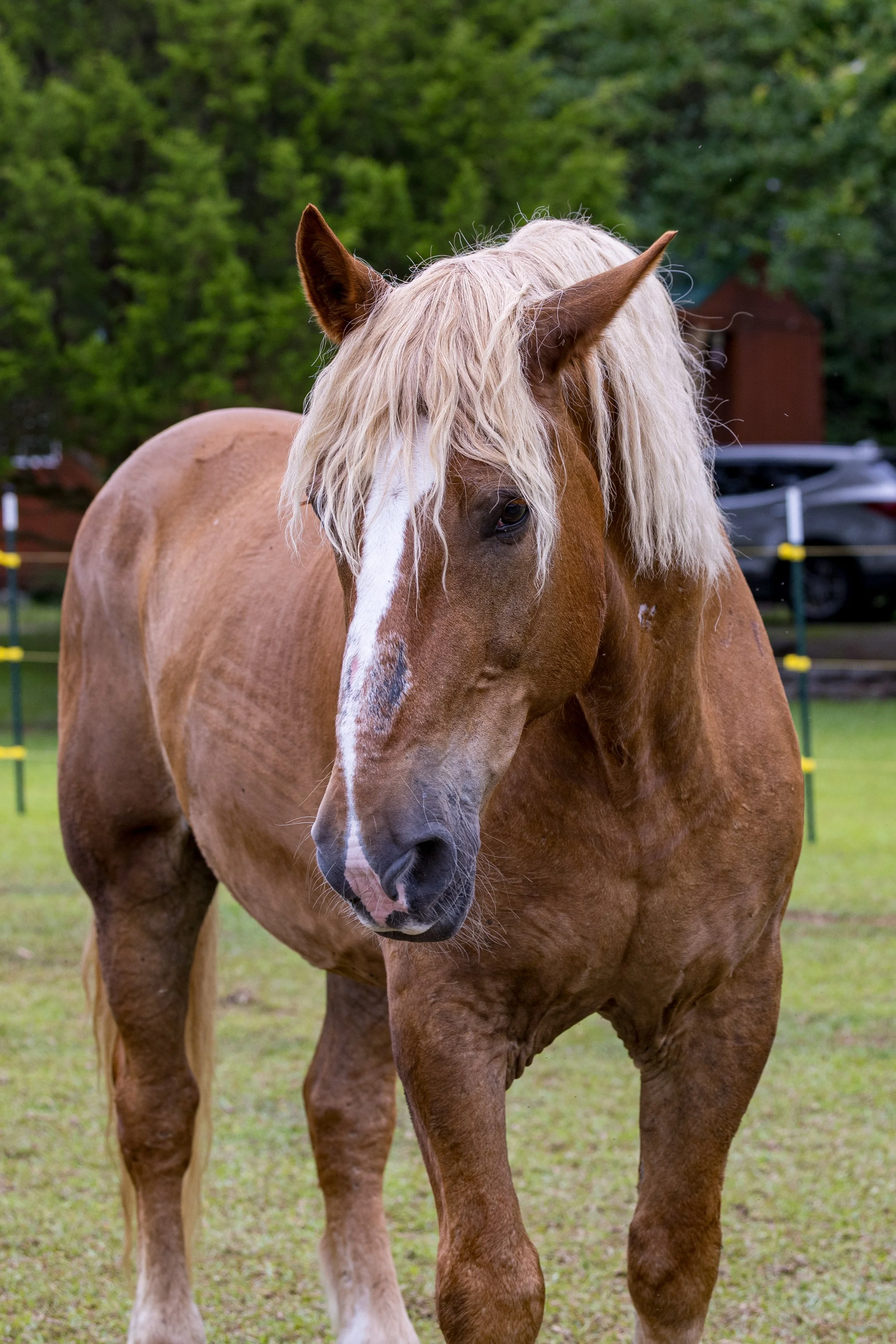 A close-up of a light brown horse with a long, wavy blonde mane standing outdoors in a grassy area with trees and a vehicle in the background.