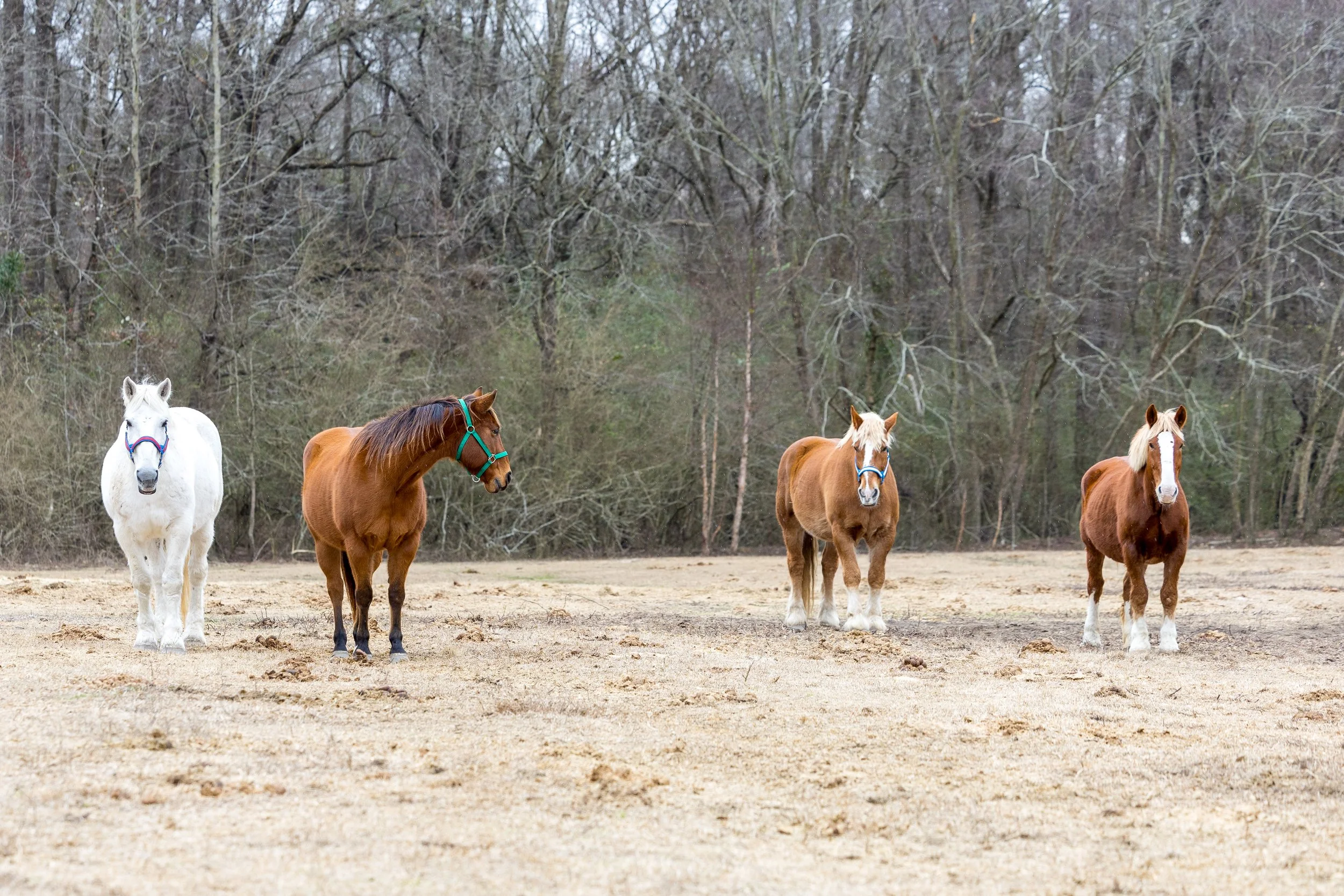Four horses standing on a dirt field with trees in the background.