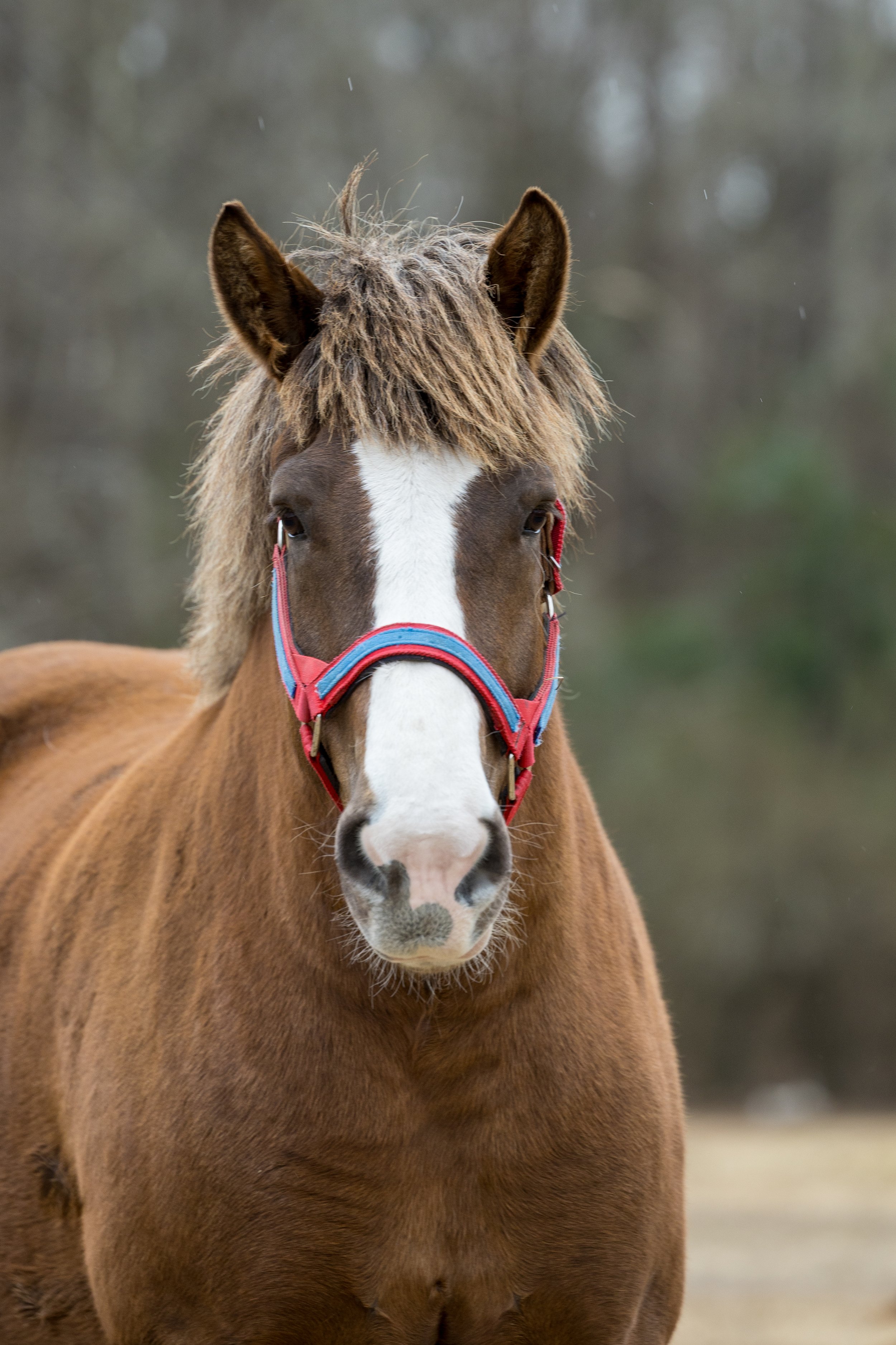 A brown horse with a white blaze on its face wearing a red and blue halter, standing outdoors.