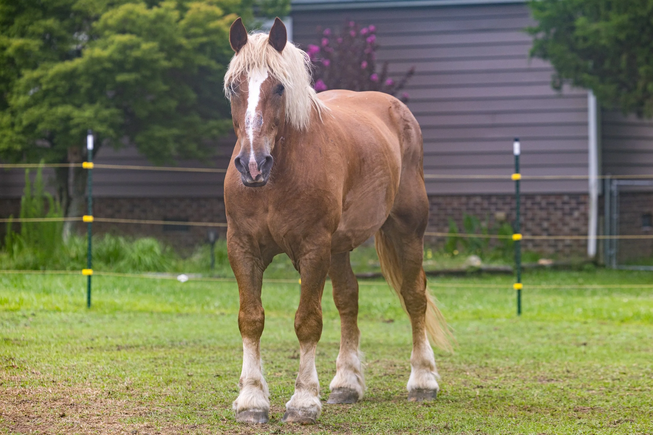 A close-up of a chestnut horse with a blond mane wearing a blue halter, in a farm setting with hay bales in the background.