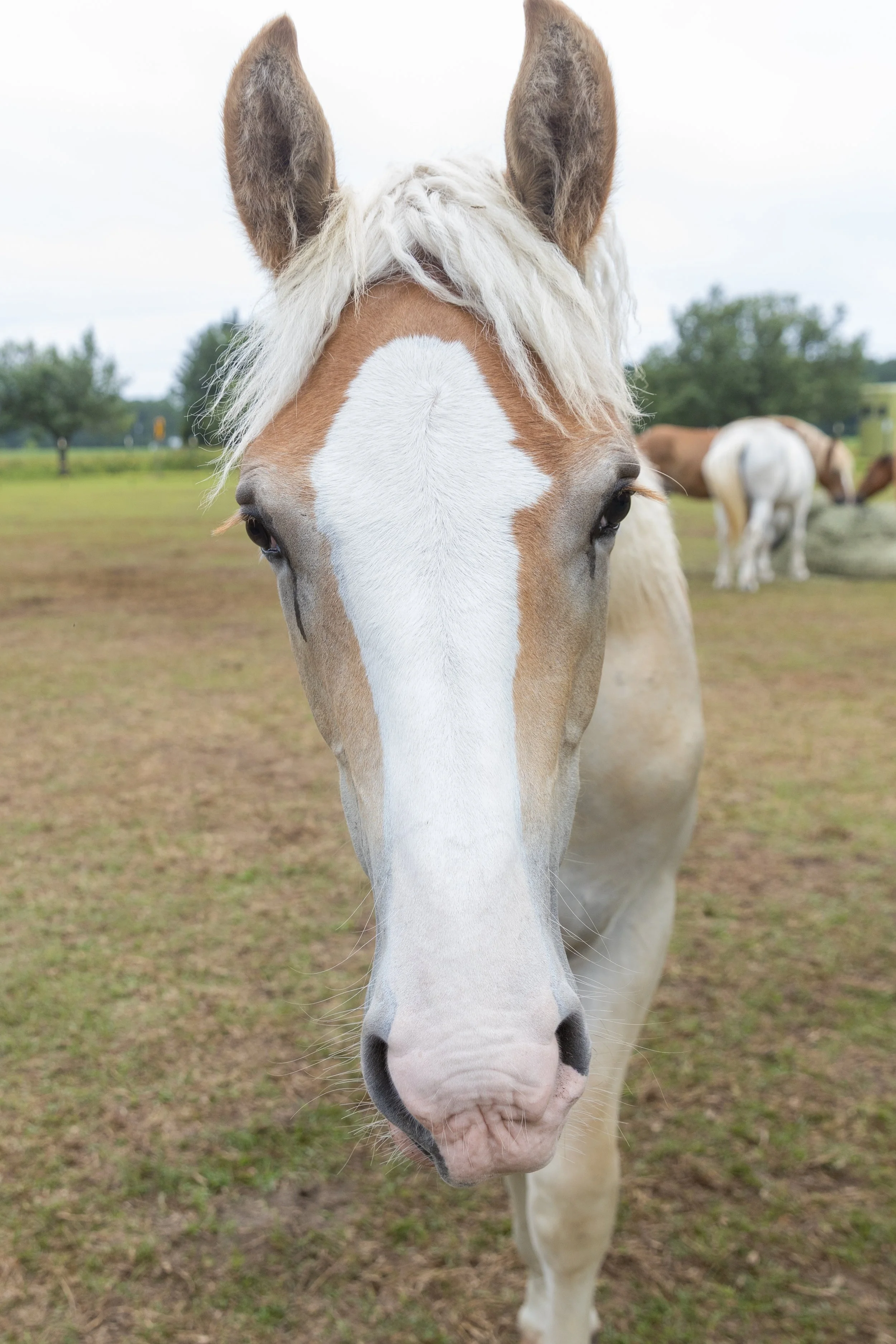 Close-up of a light-colored horse with a white blaze on its face, standing outdoors on a grassy field, with other horses in the background and trees under an overcast sky.