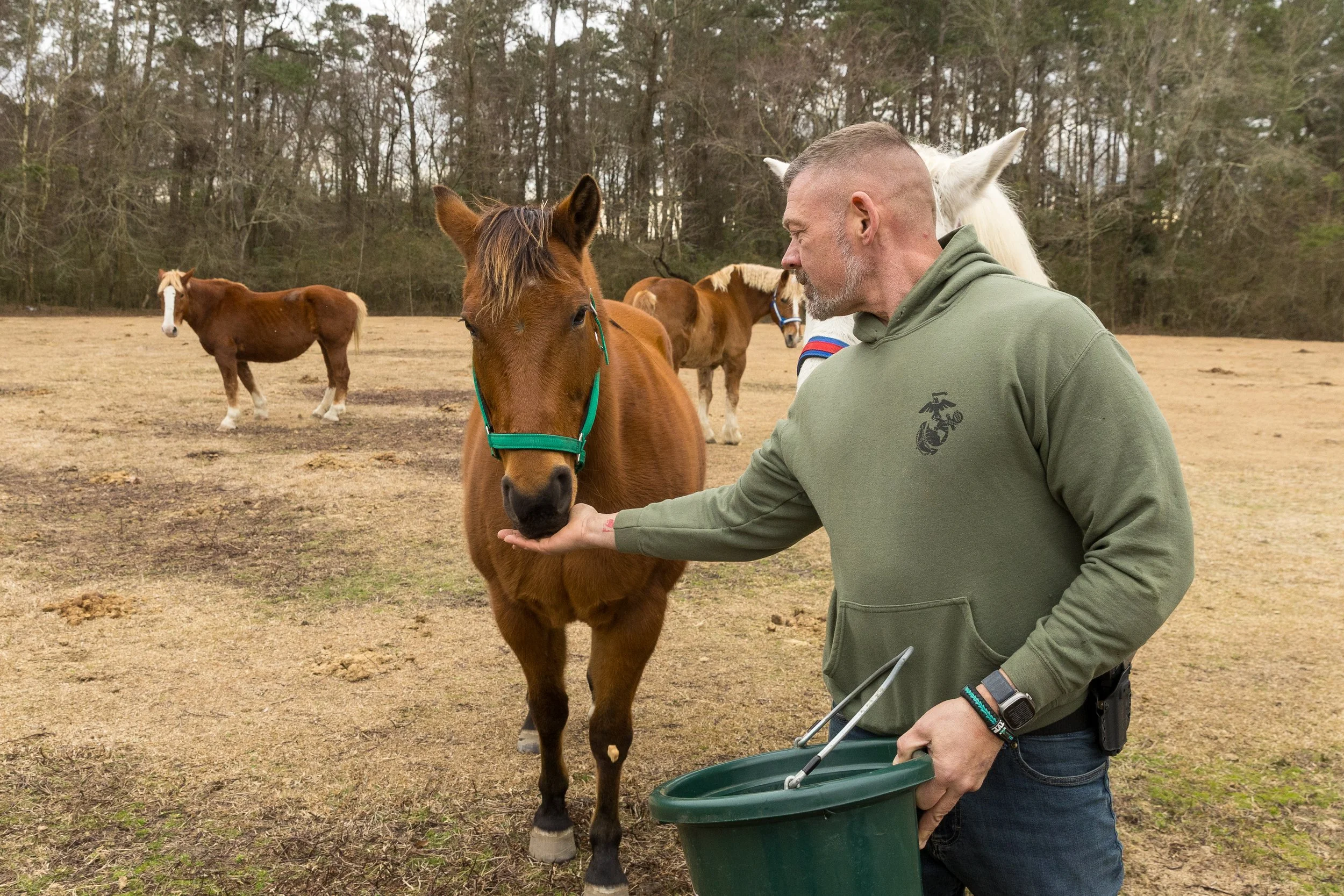 A man with a gray beard in a green hoodie holds a bucket in one hand and gently strokes a brown horse's nose with the other hand, with several other horses in the background in an open field.