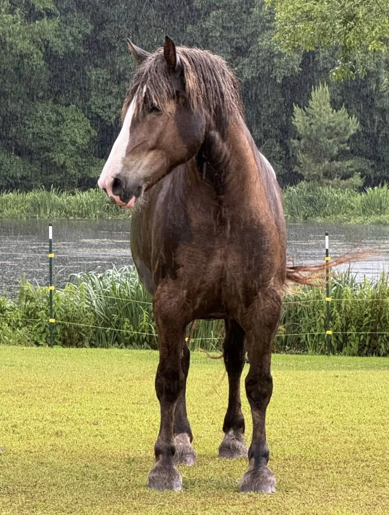 A brown horse with a white stripe on its face standing on green grass near a pond with dense trees in the background on a rainy day.