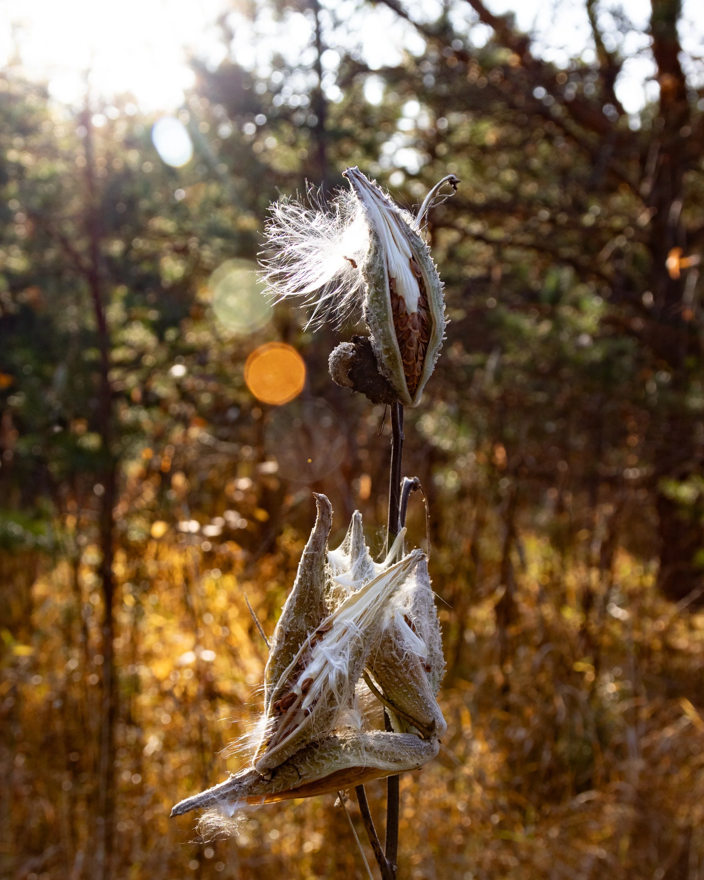 Artistic photo of natural object taken outside in beautiful sunlight