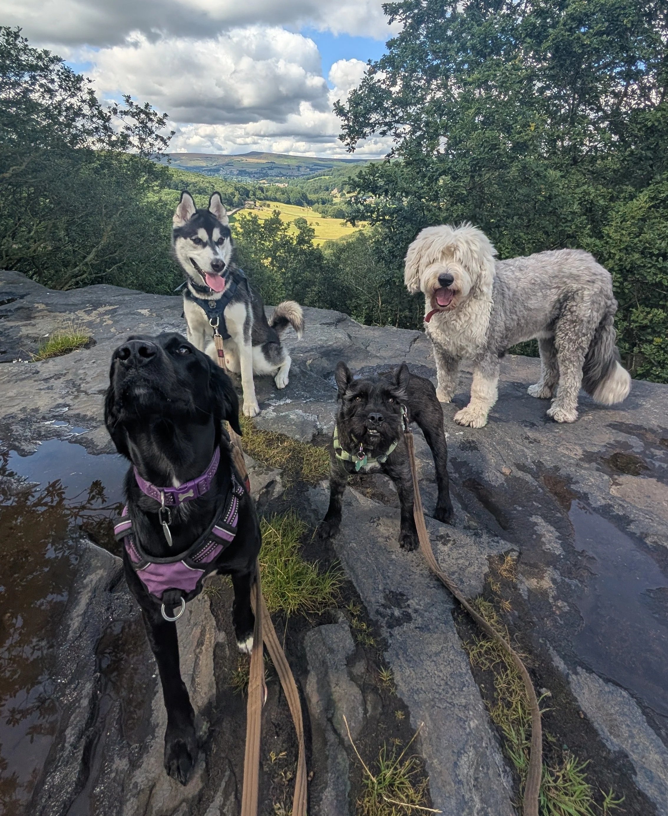 Group Walks