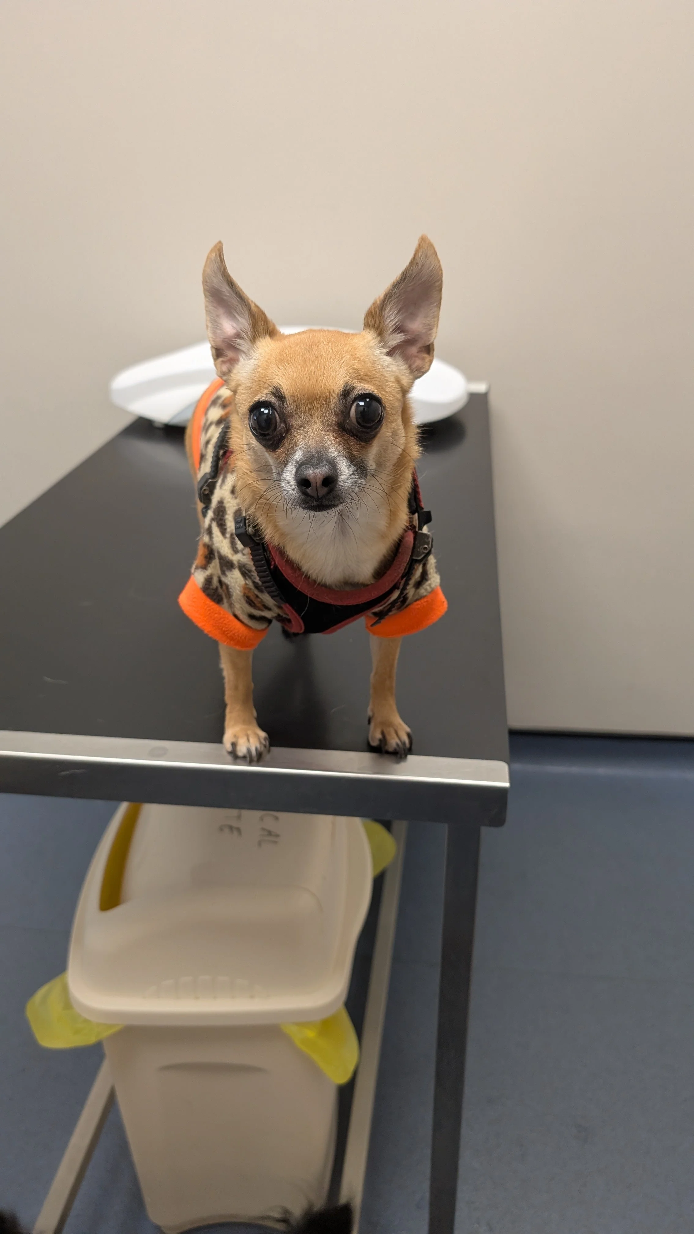 Pet Taxi