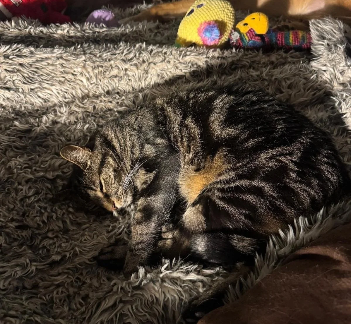 Cat Sitting