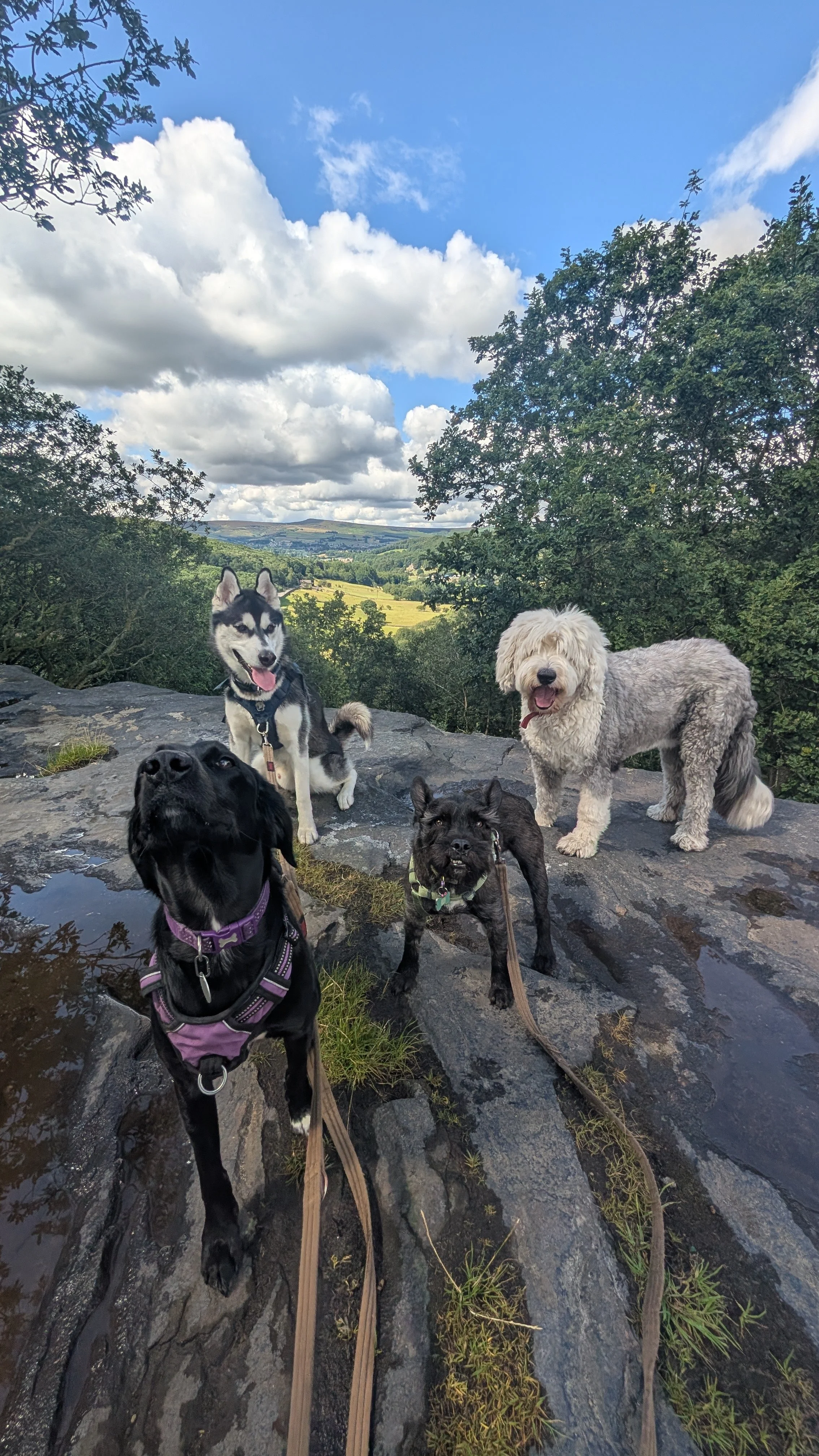 Group Walks