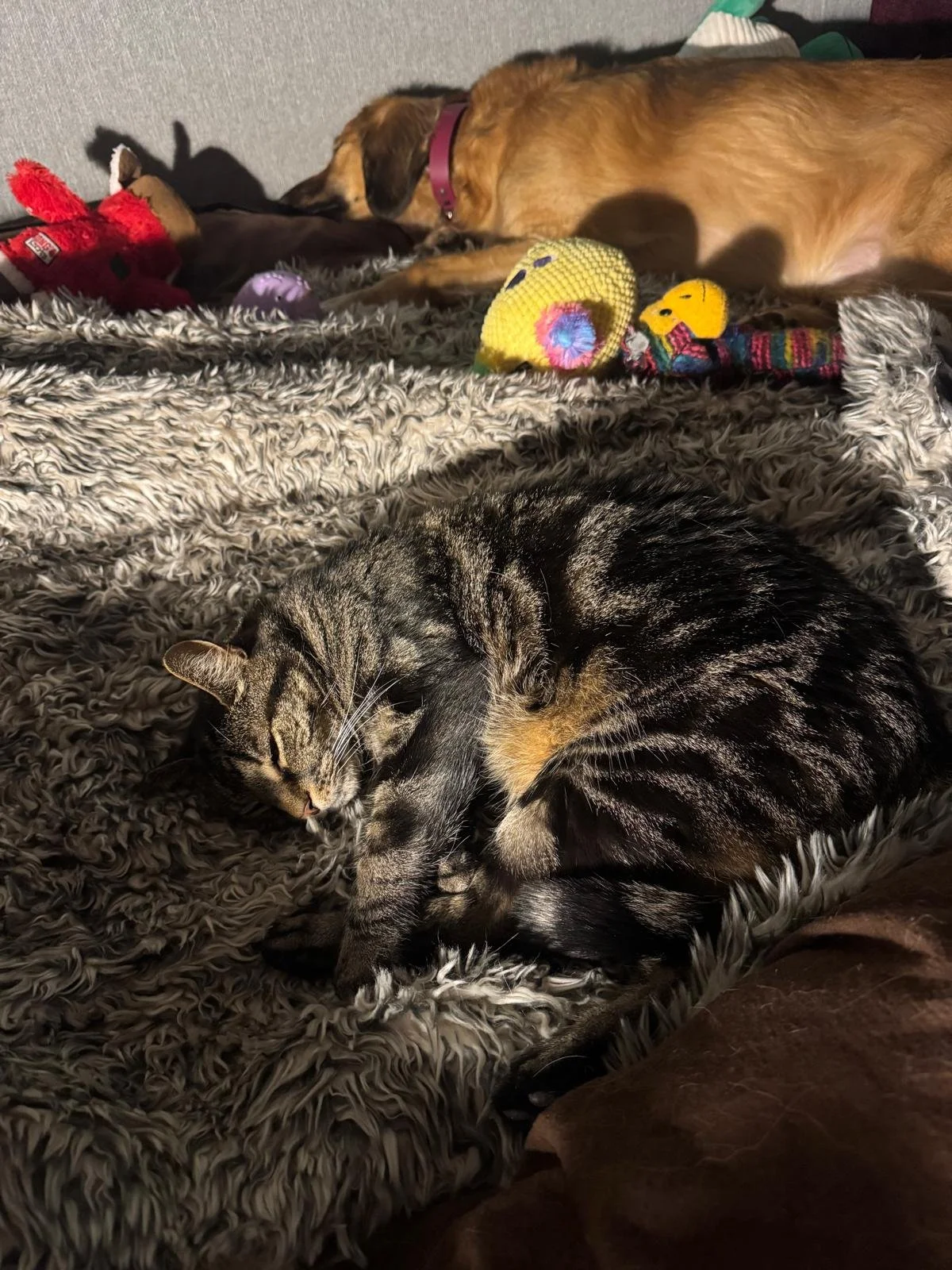 Cat Sitting