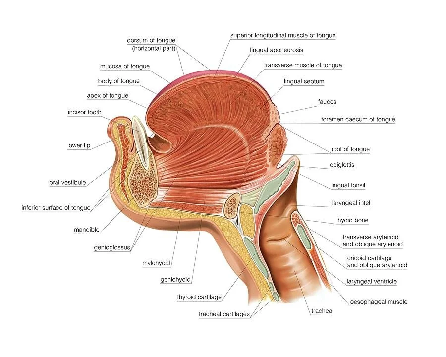 Detailed labeled diagram of the human tongue and throat muscle anatomy.