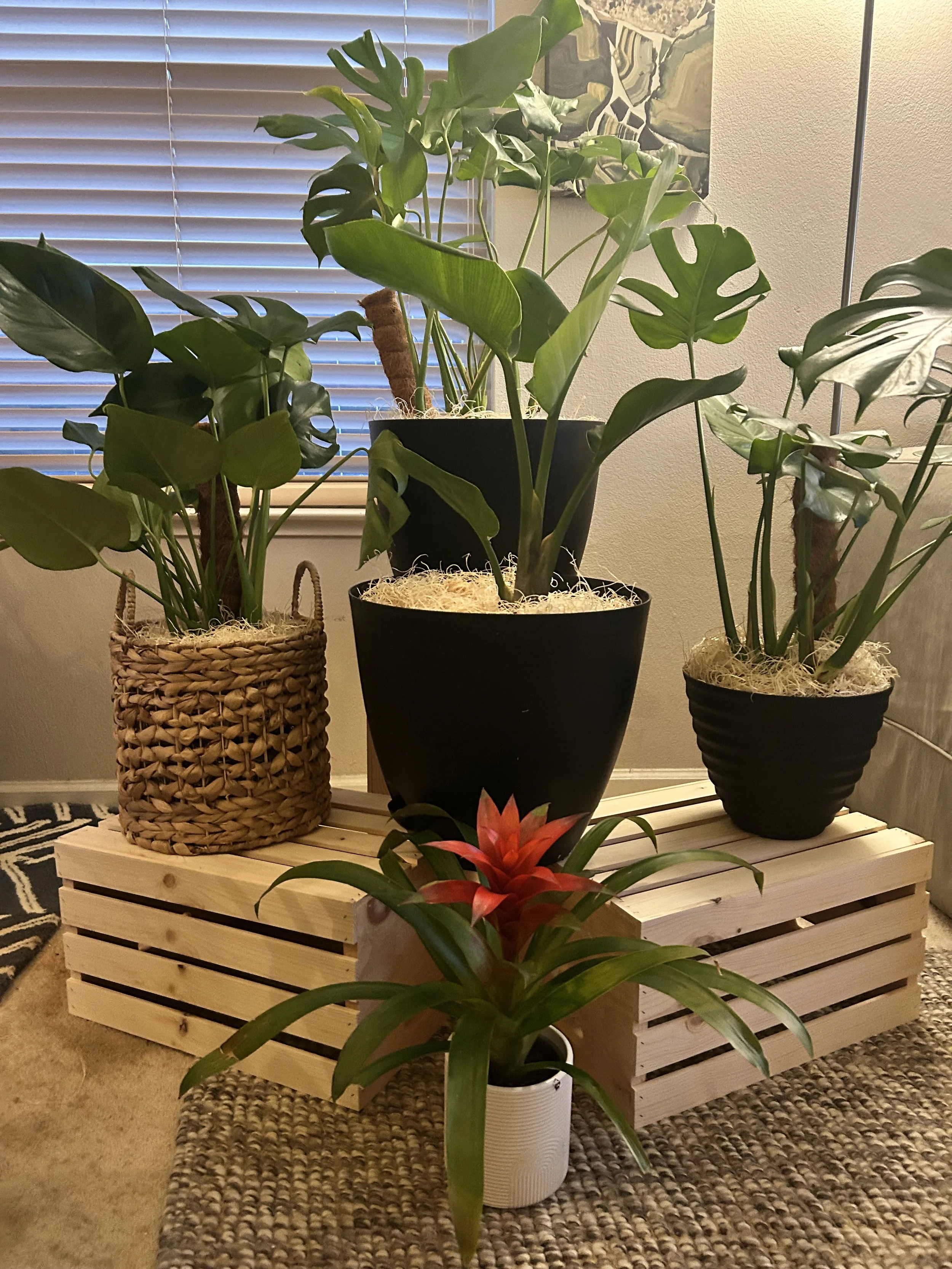 Custom Plant Rentals & Care Packages
