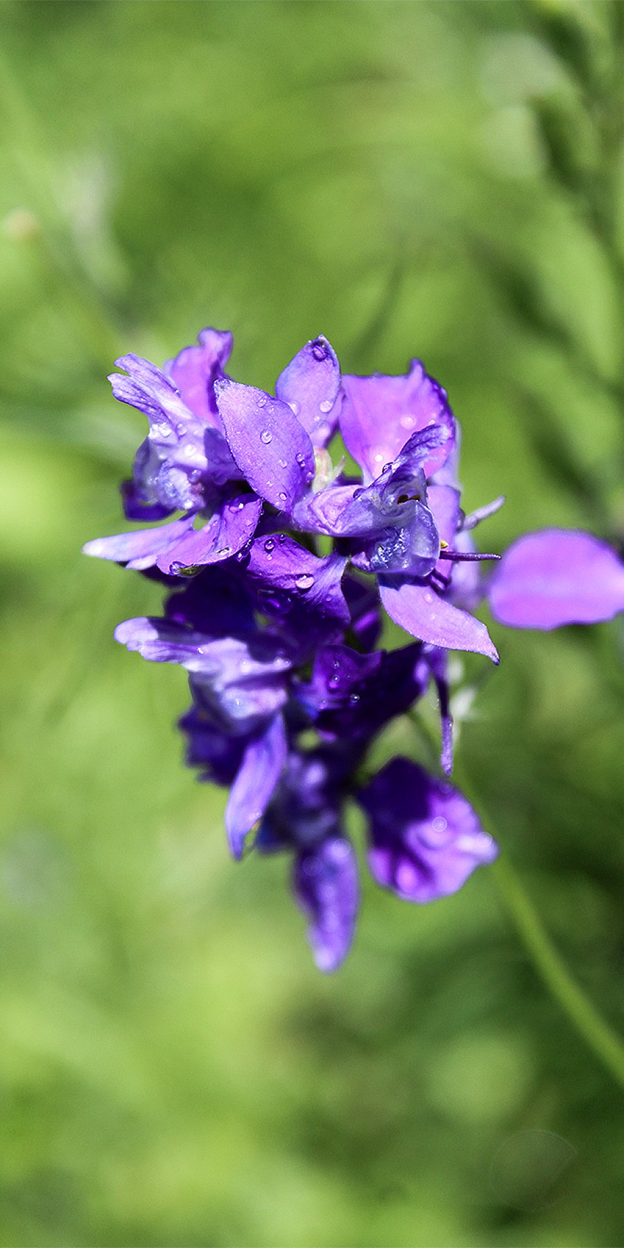 Larkspur (2), 2025