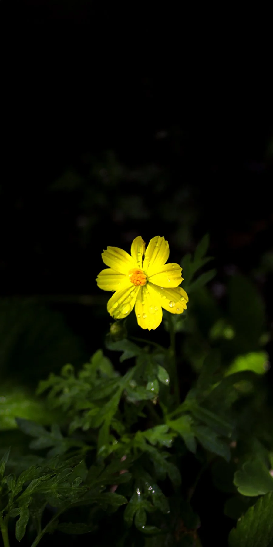 Cosmo (Yellow), 2024