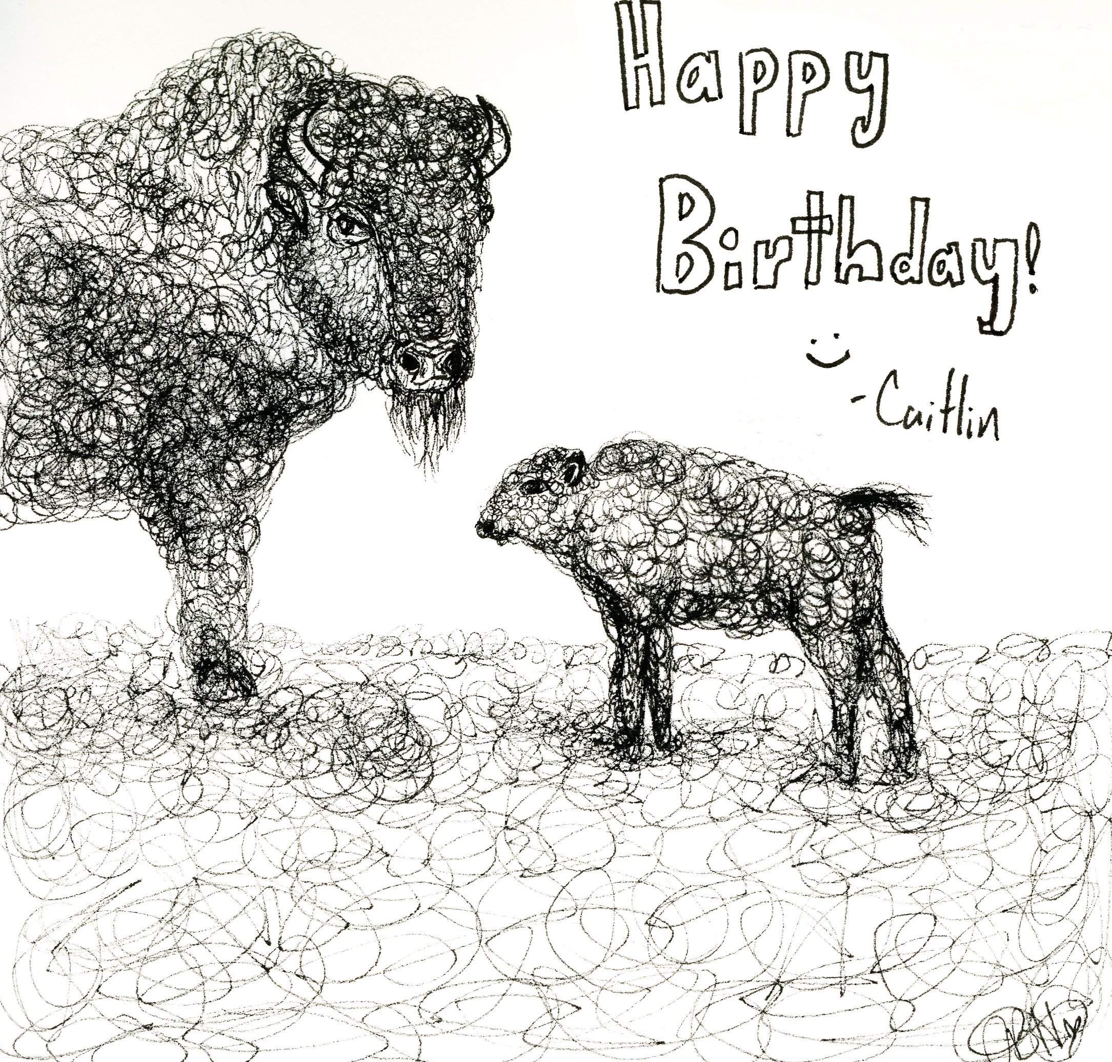 Buffaloes for Dad, 2025