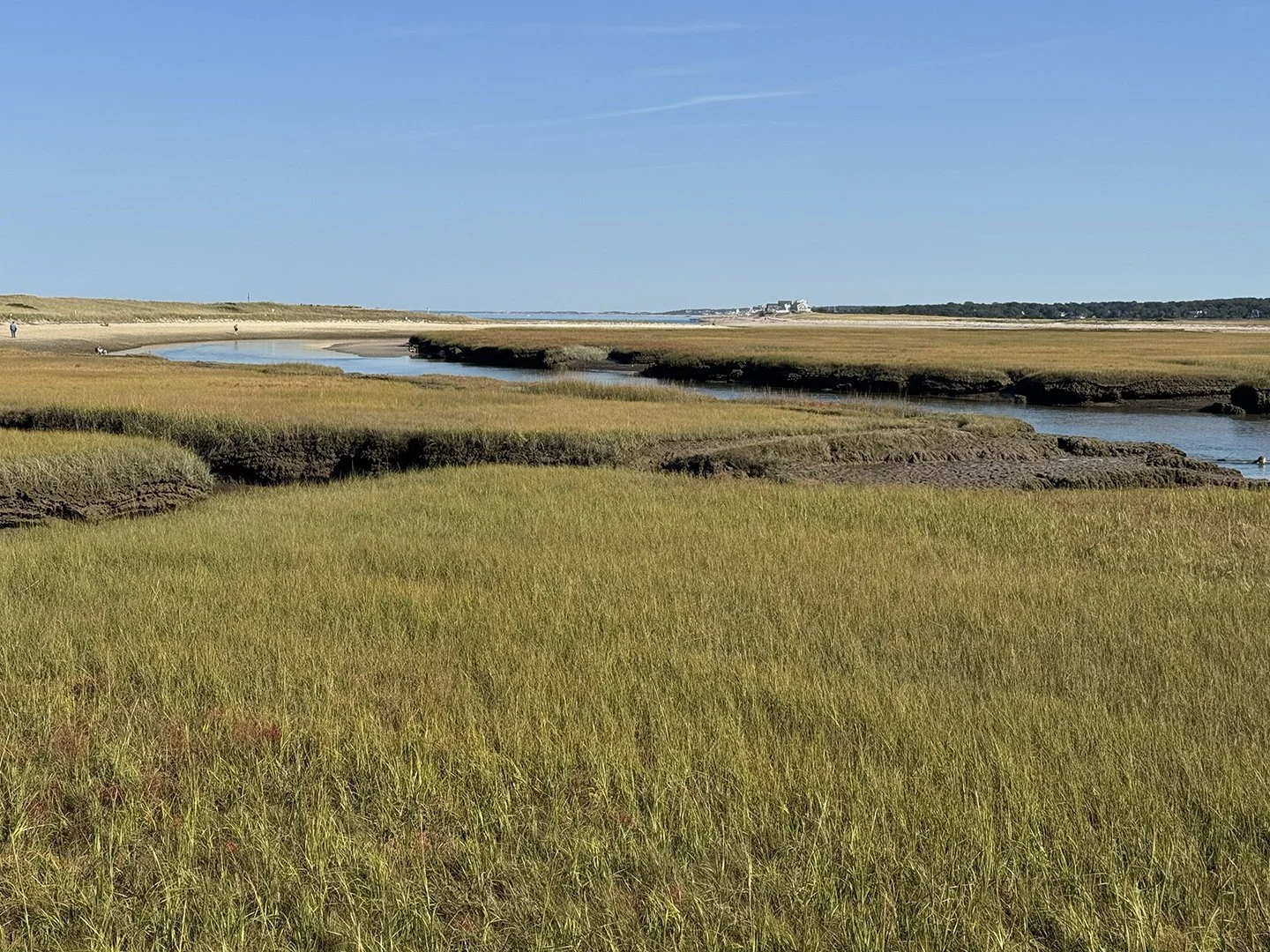 Coastal wetland with tall grasses, winding channels, and a clear blue sky.