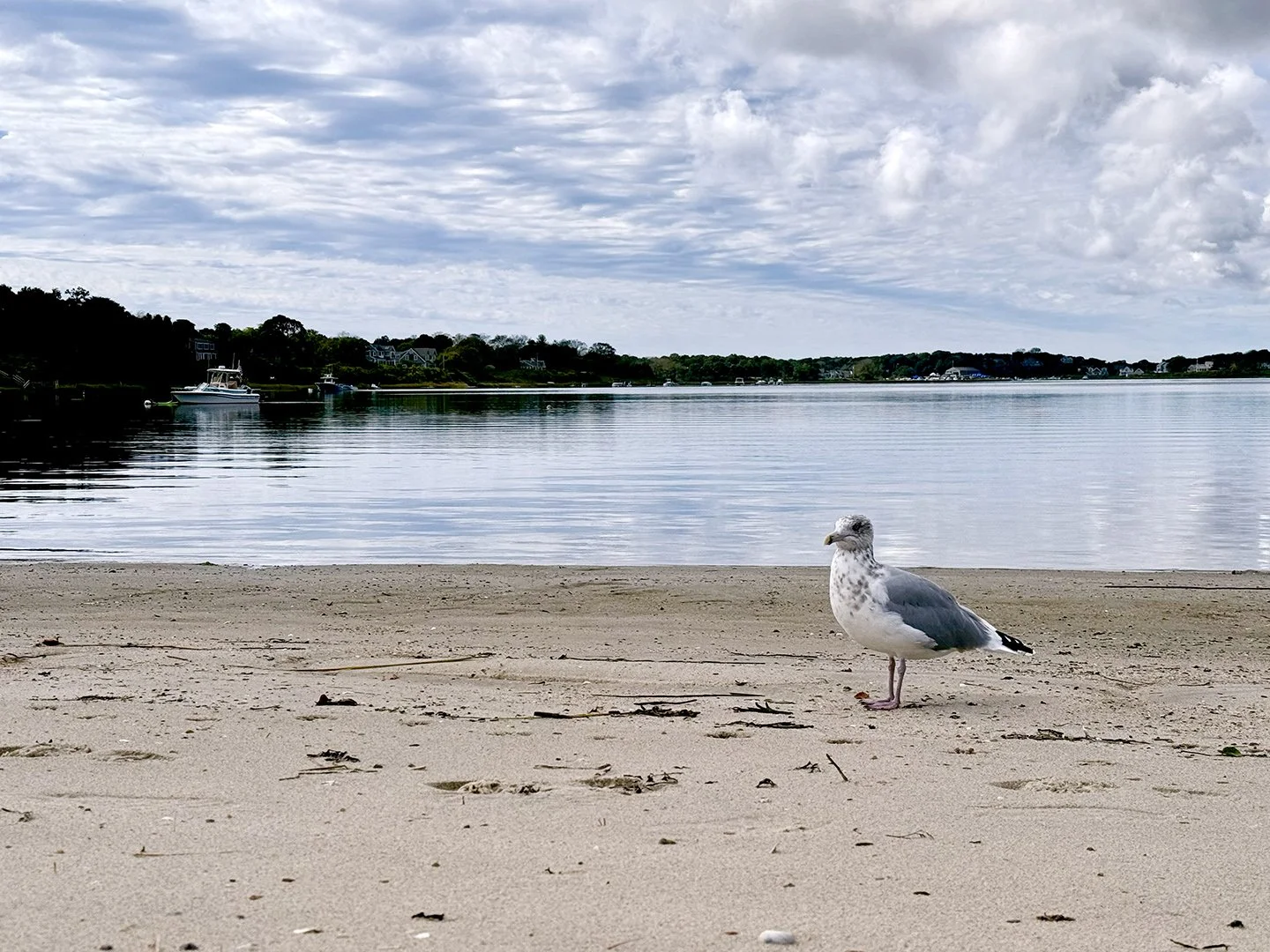 A seagull standing on a sandy beach near a calm body of water, with a cloudy sky overhead and houses, trees, and boats in the distance.