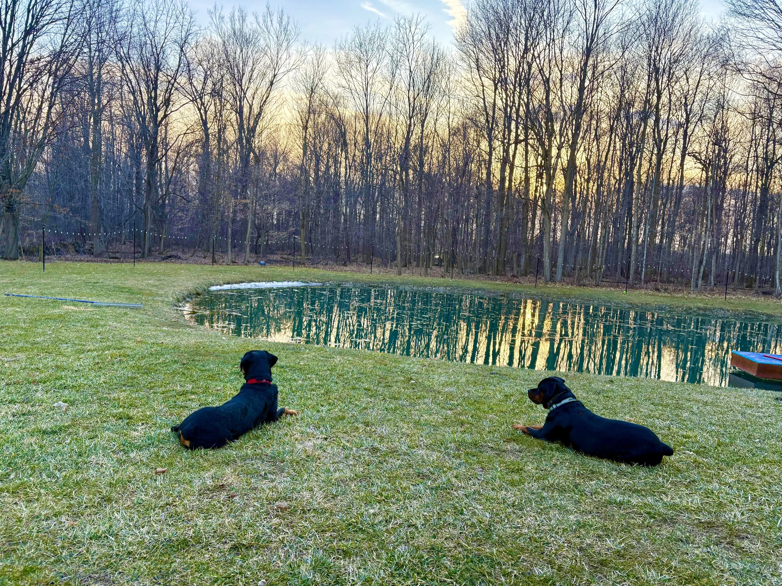 oak and phoenix.jpeg