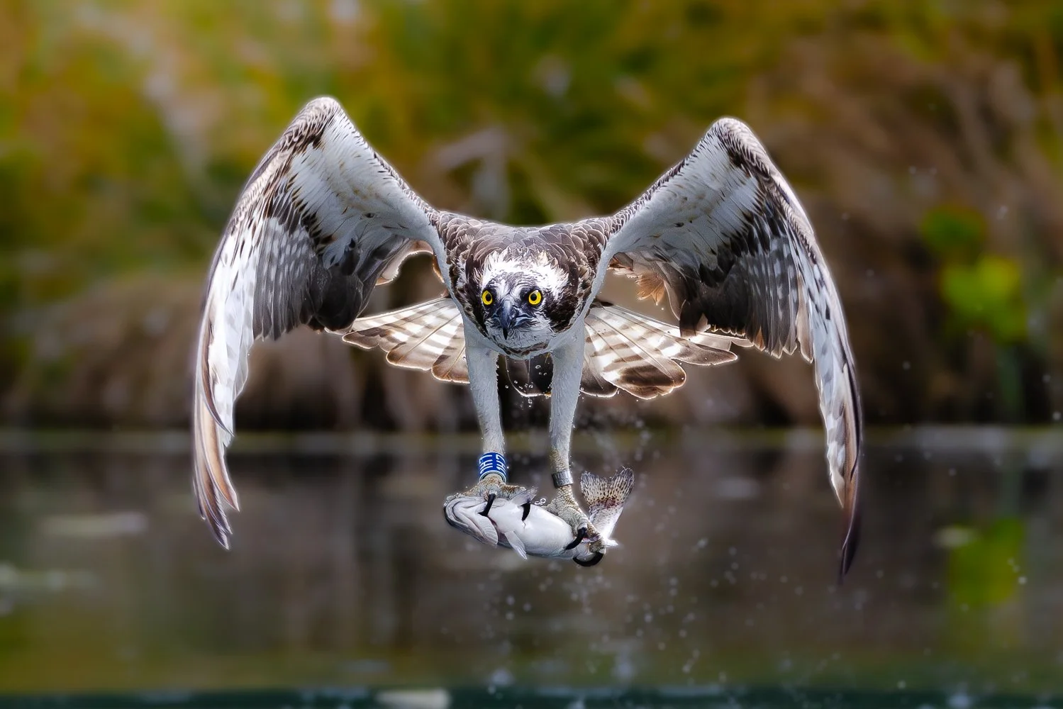 Osprey