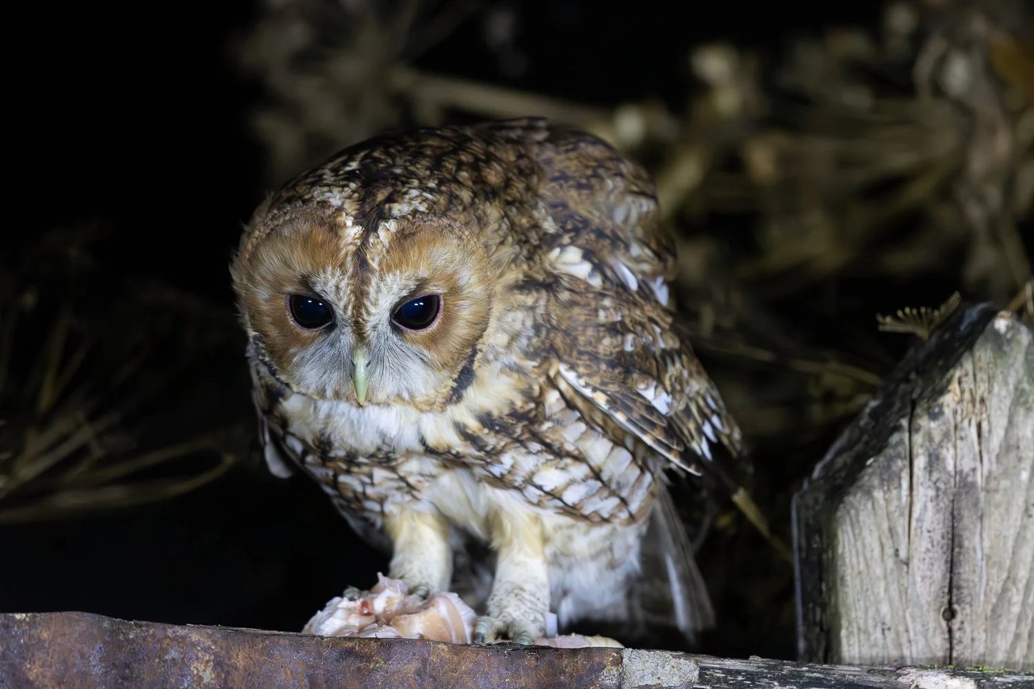 Tawny Owl