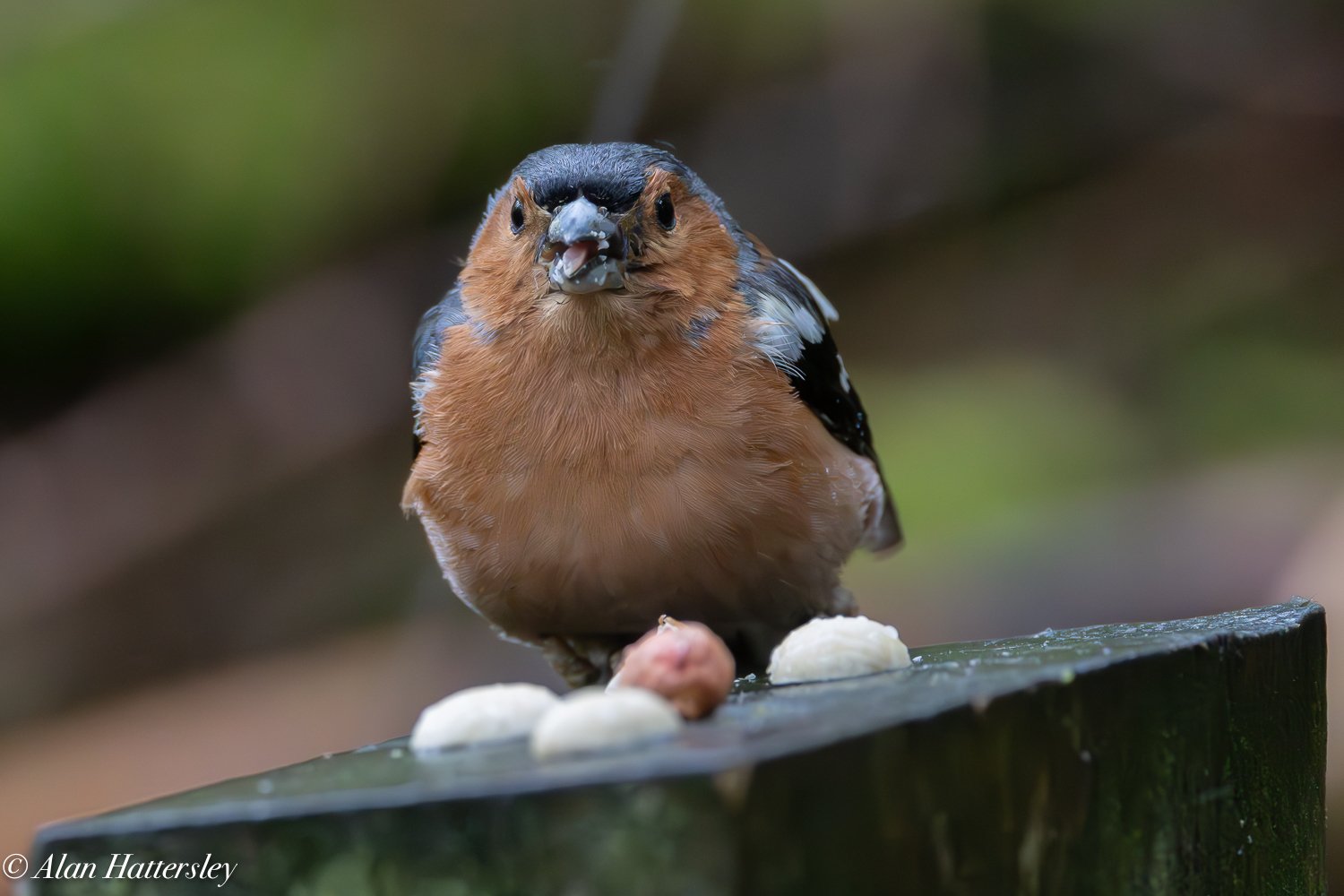Chaffinch