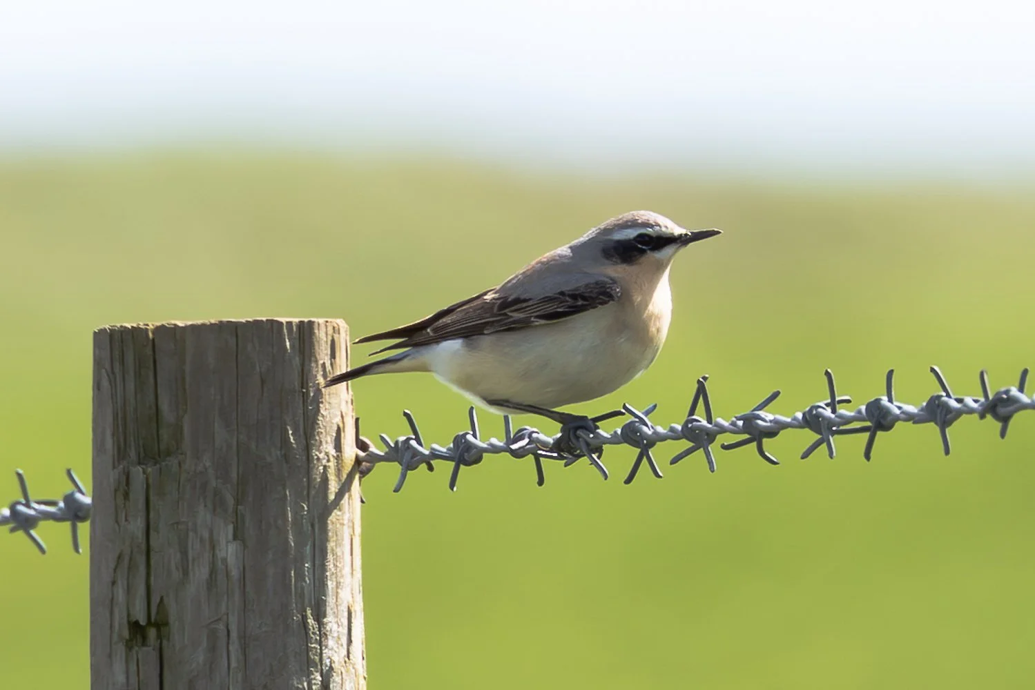 Wheatear