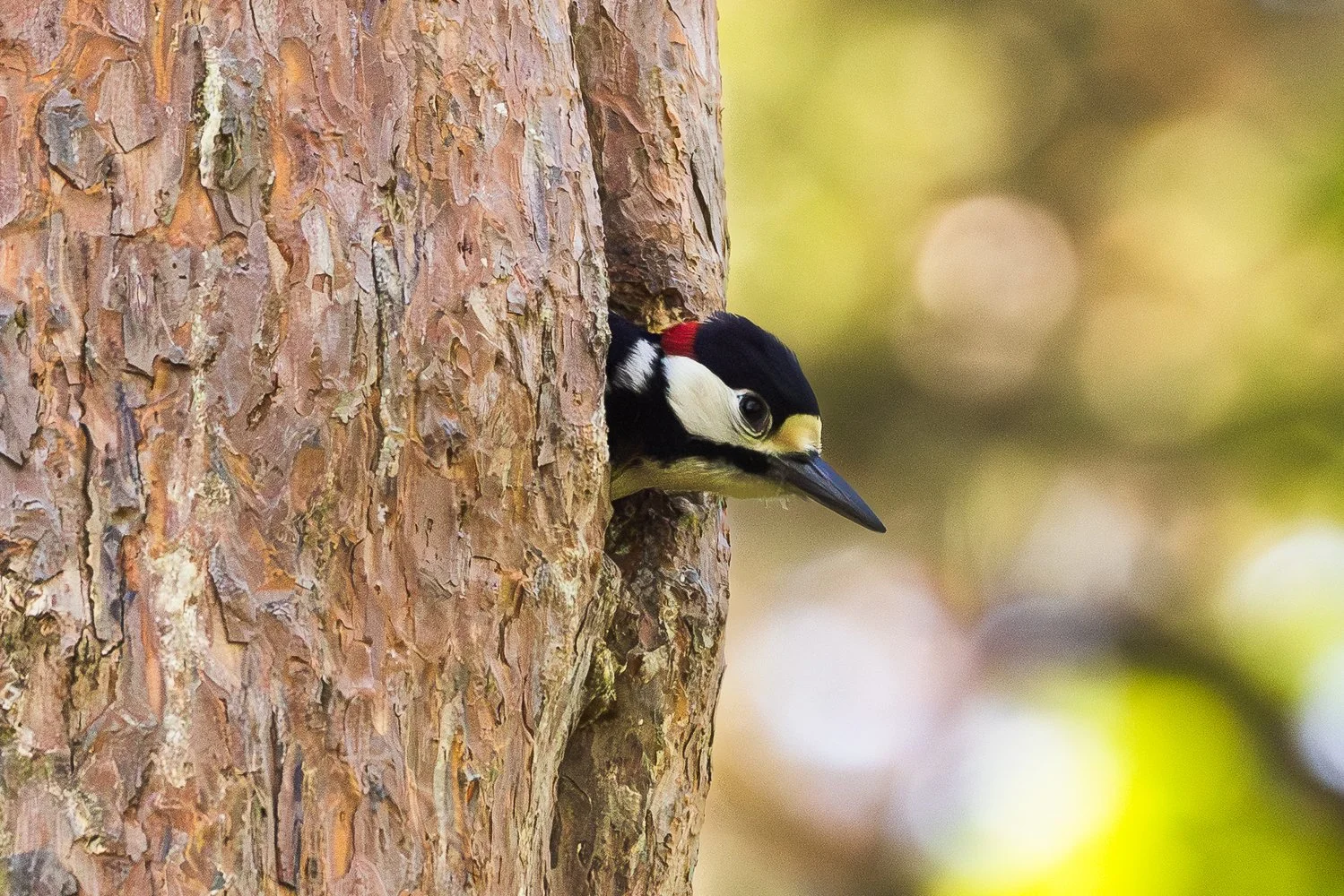 Great Spotted Woodpecker 3 - THL - 04.05.2026.jpg