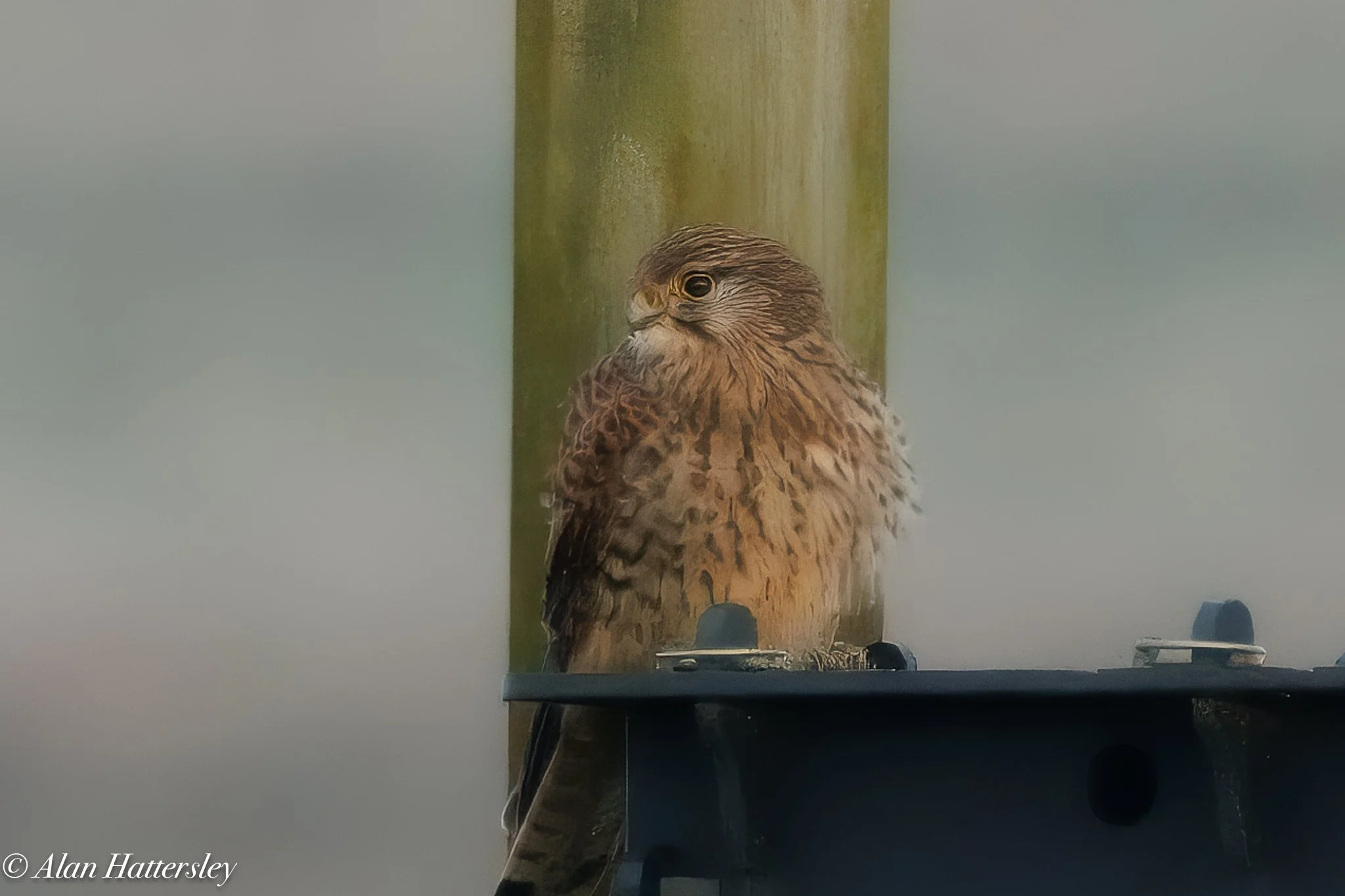 Kestrel
