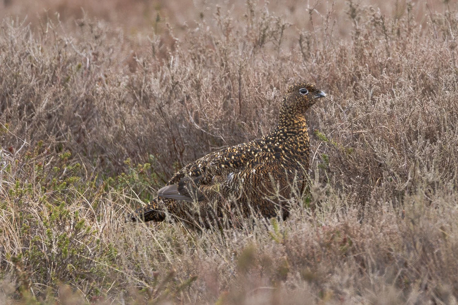 Female Red Grouse