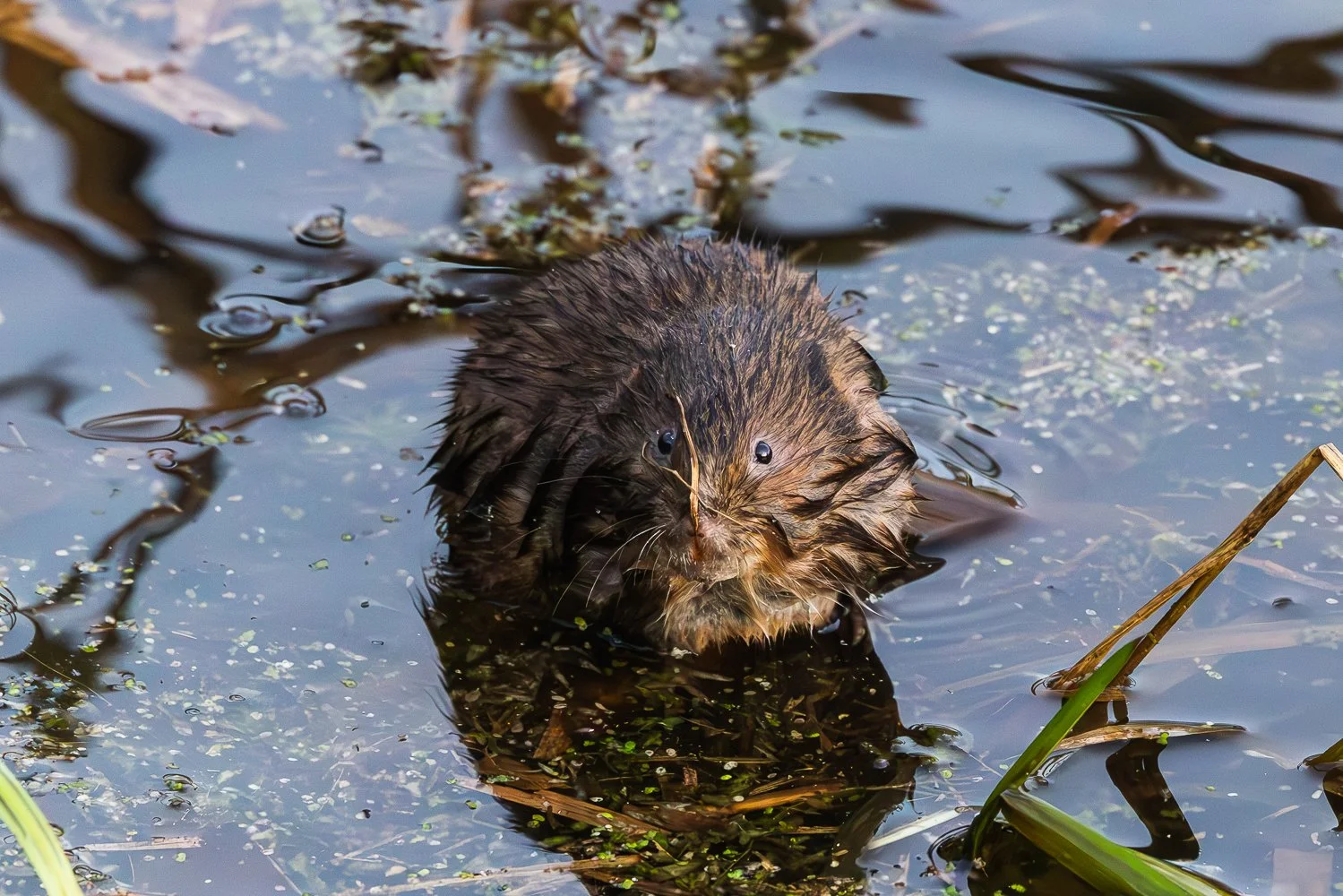 Water Vole