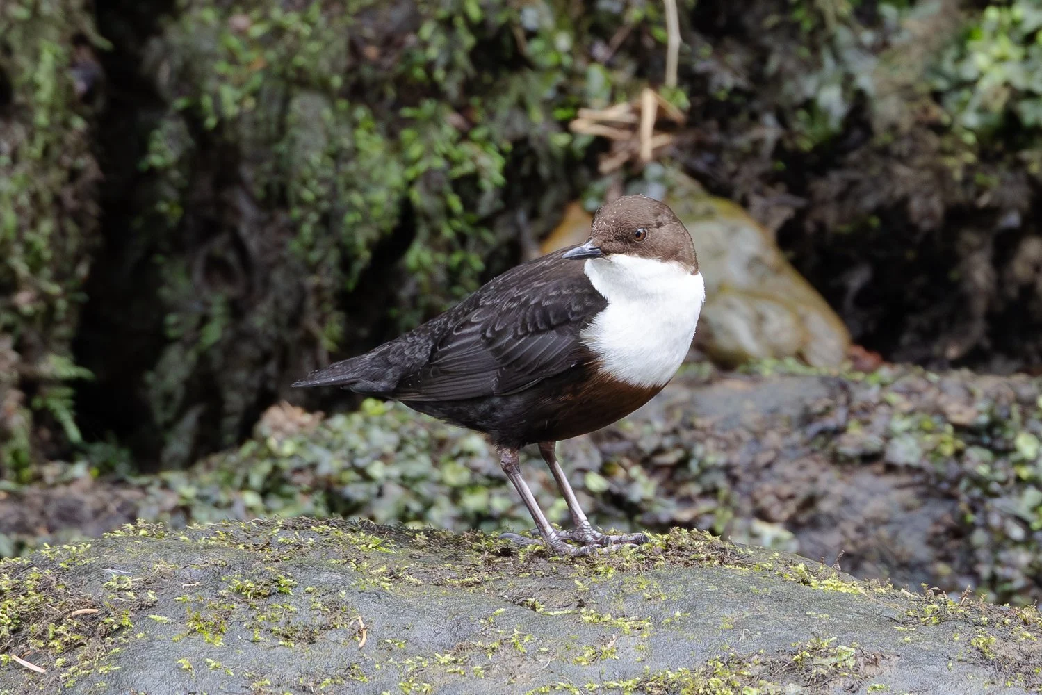 Dipper