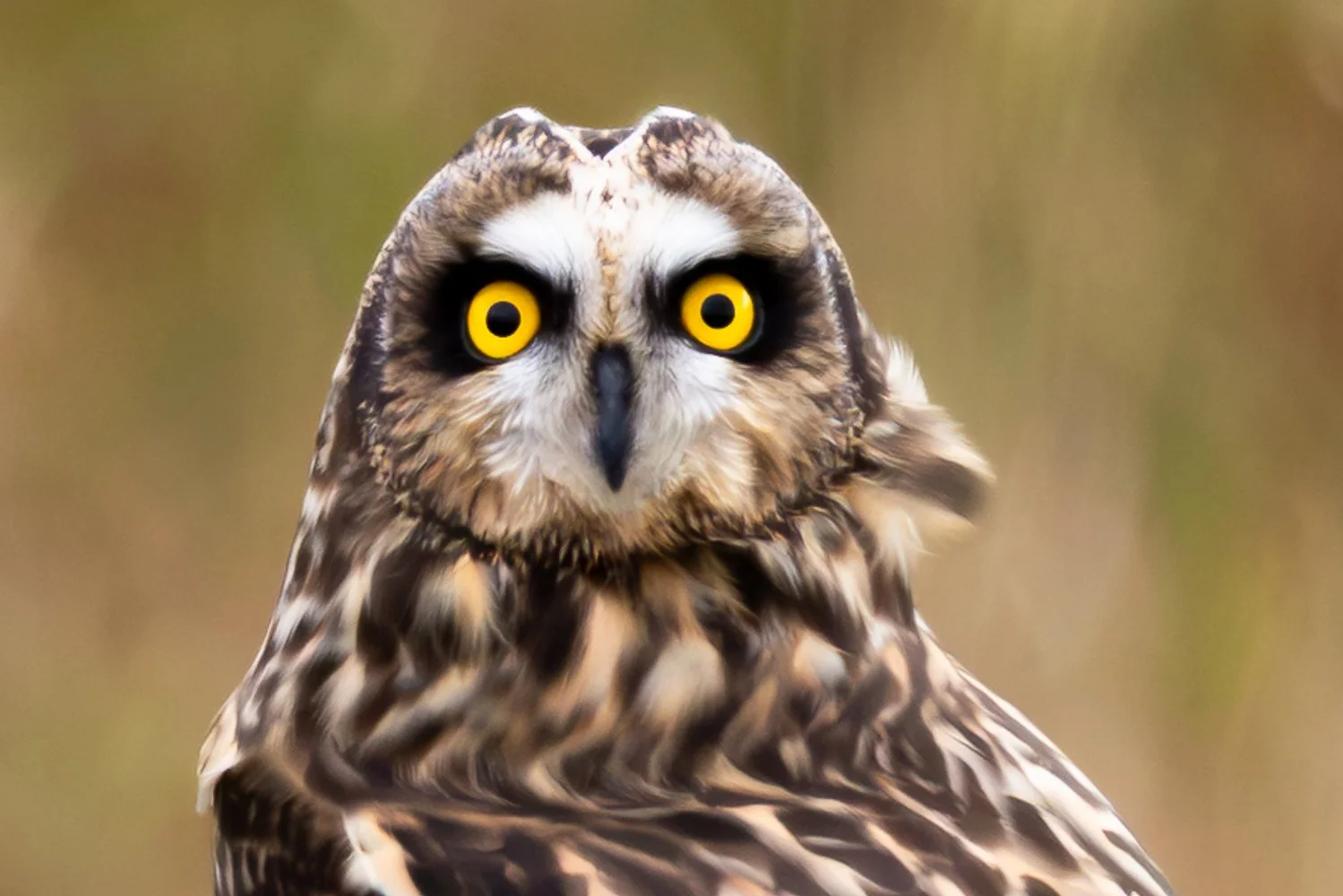Short Eared Owl