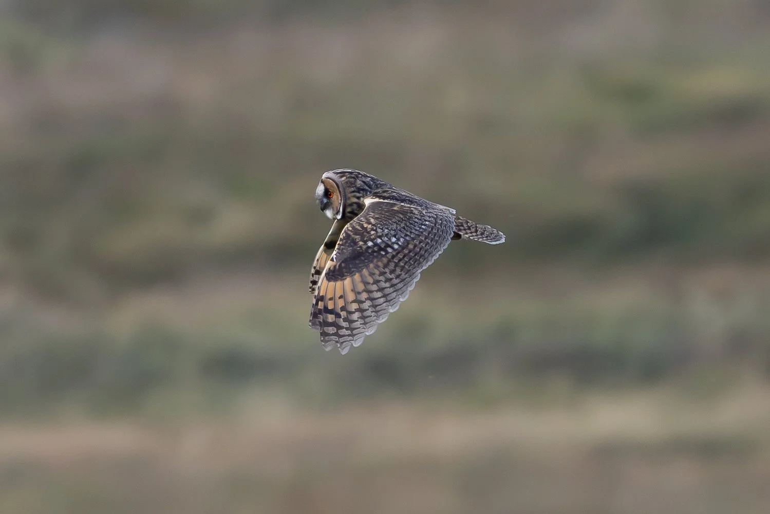 Long Eared Owl