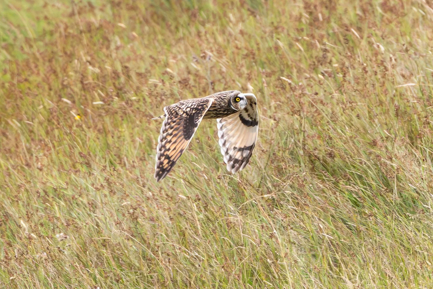 Short Eared Owl