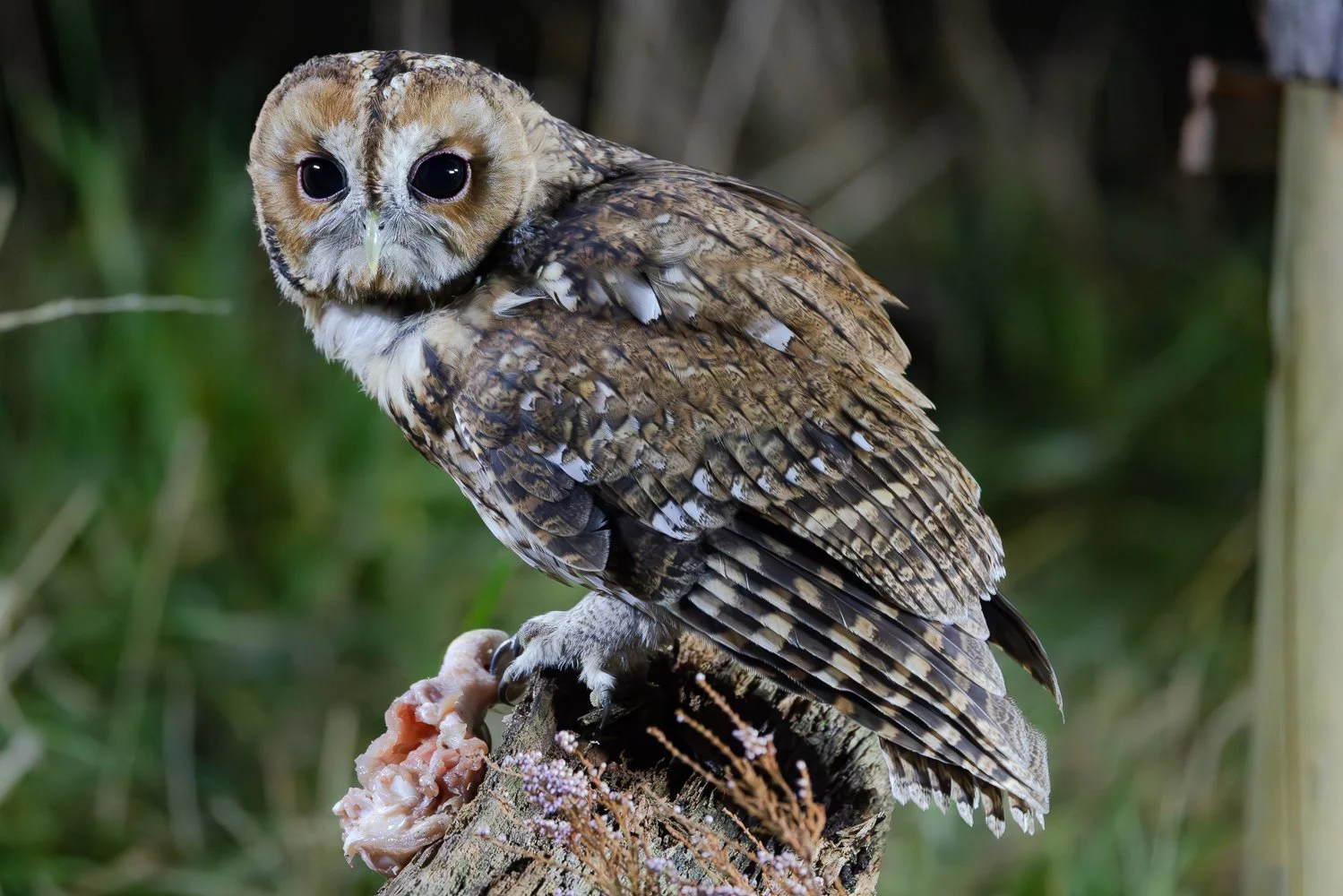Tawny Owl