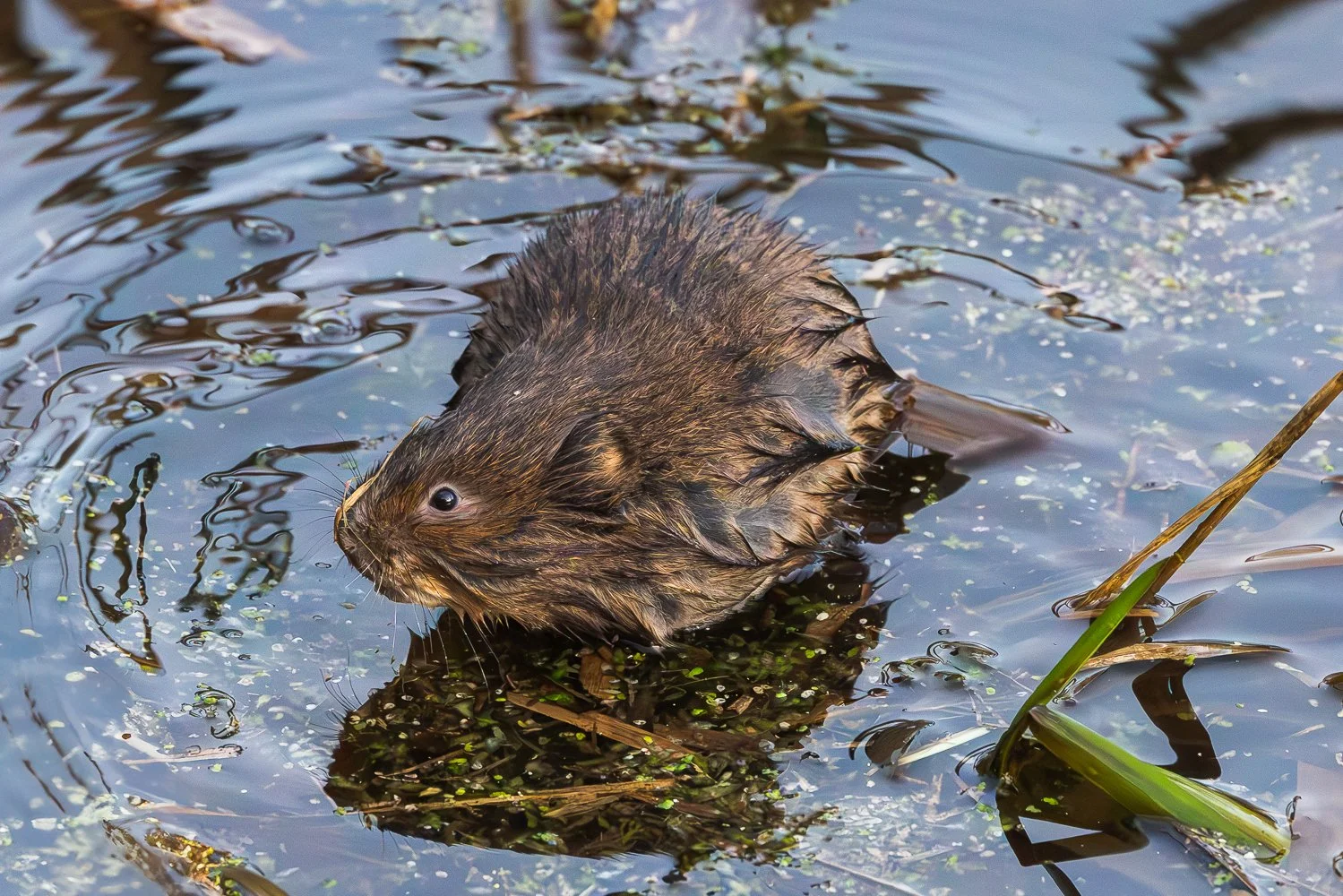 Water Vole