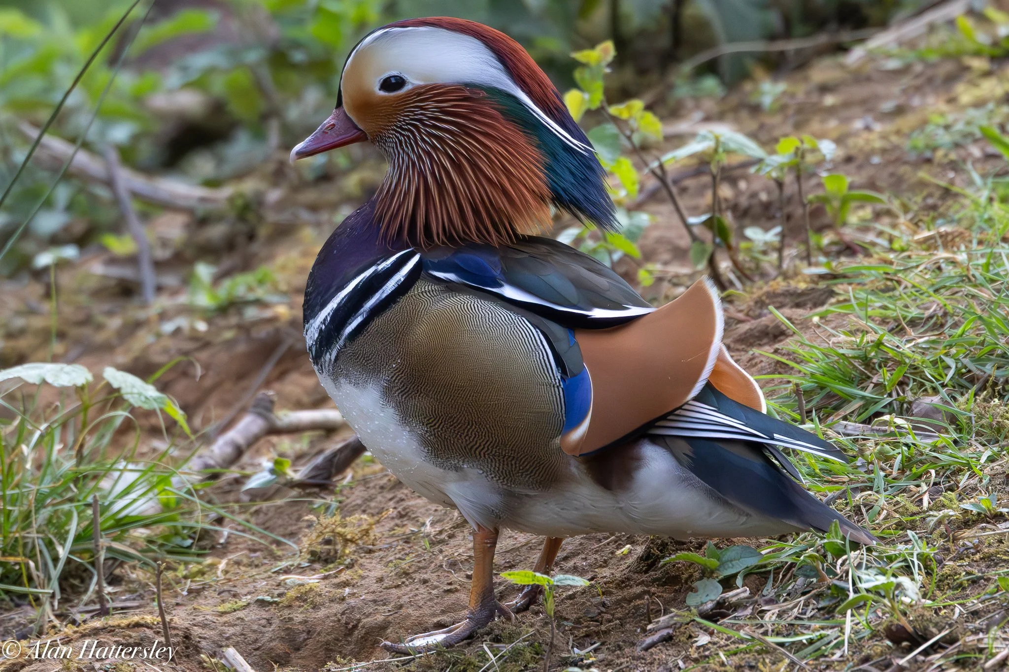 Mandarin Duck