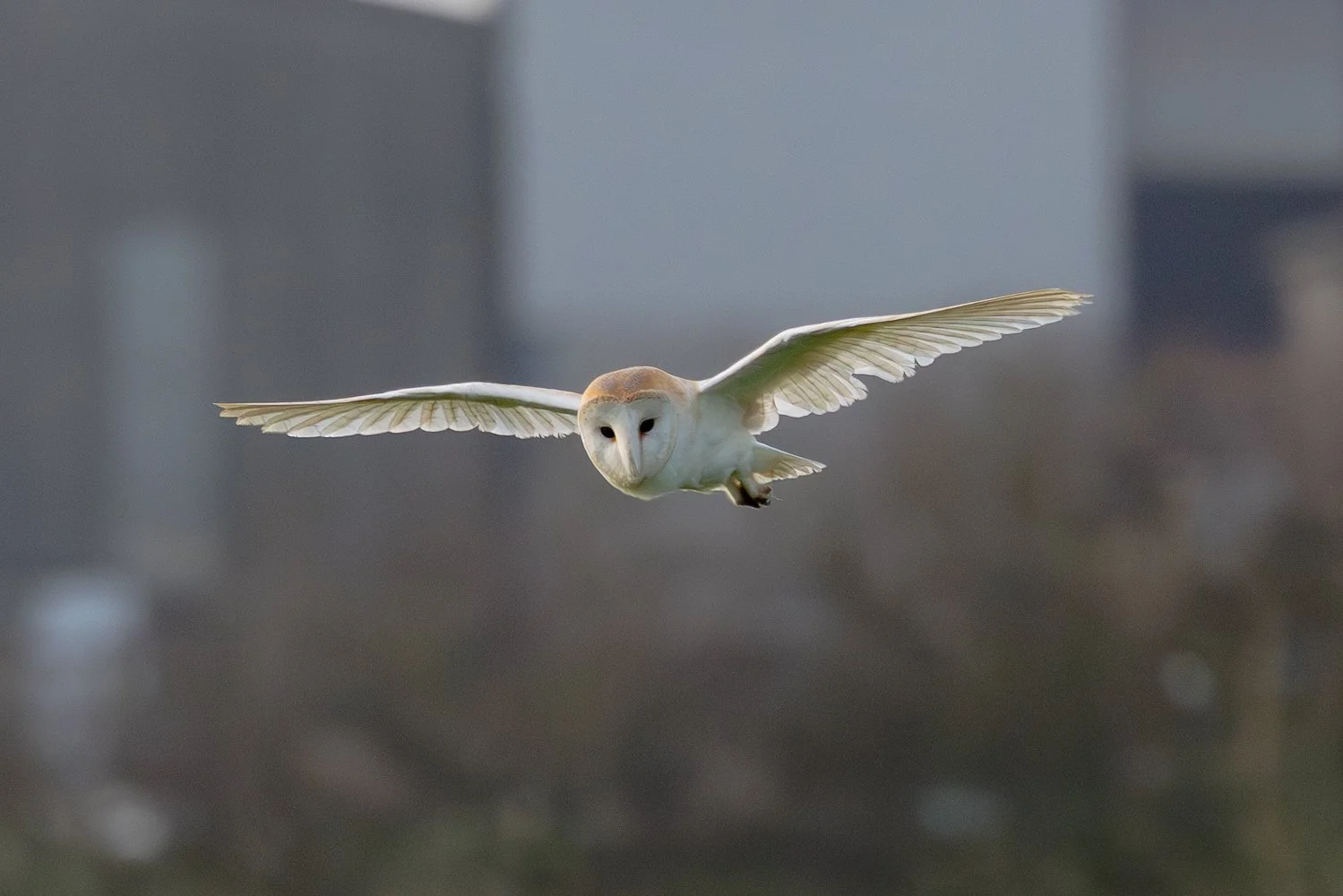 Barn Owl
