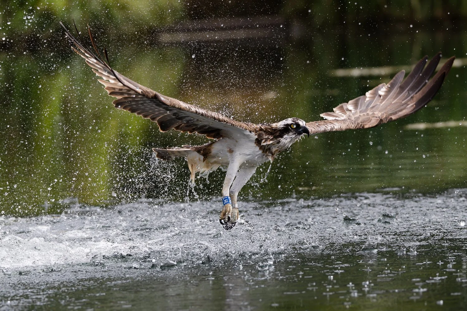 Osprey
