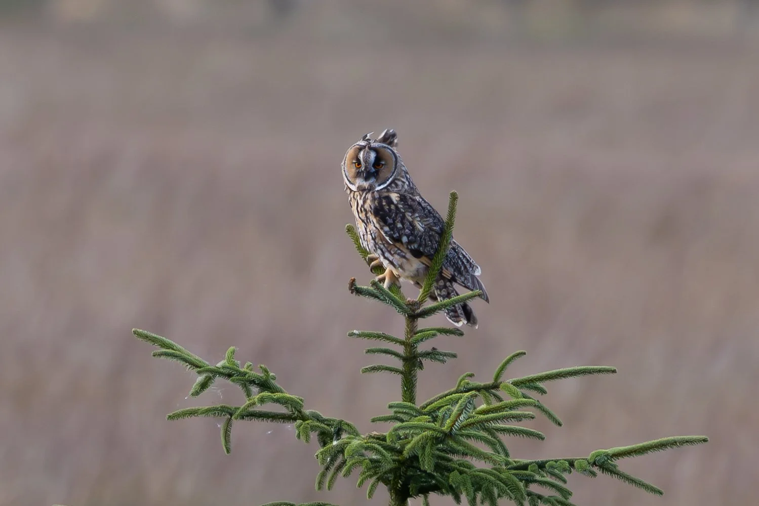 Long Eared Owl